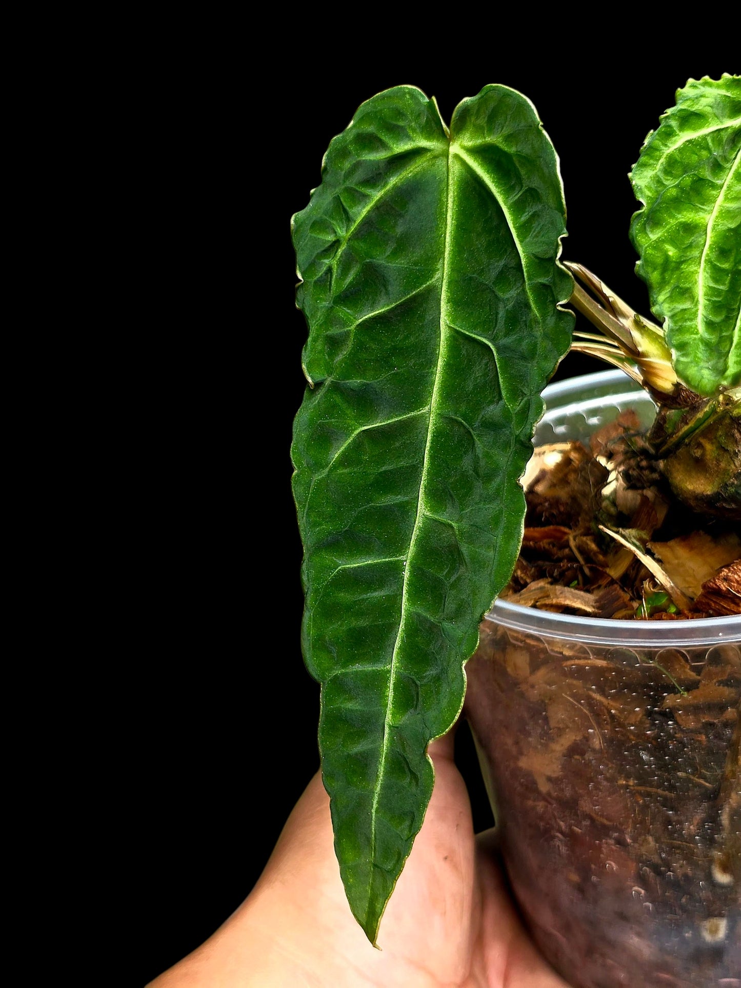 Anthurium sp. 'Andinum Lattice Crispus' Metamorphosis Phenotype (EXACT PLANT)