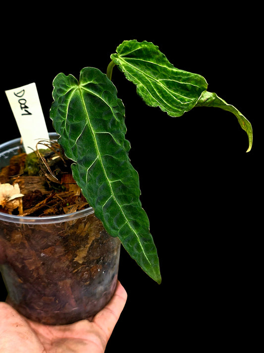 Anthurium sp. 'Andinum Lattice Crispus' Metamorphosis Phenotype (EXACT PLANT)