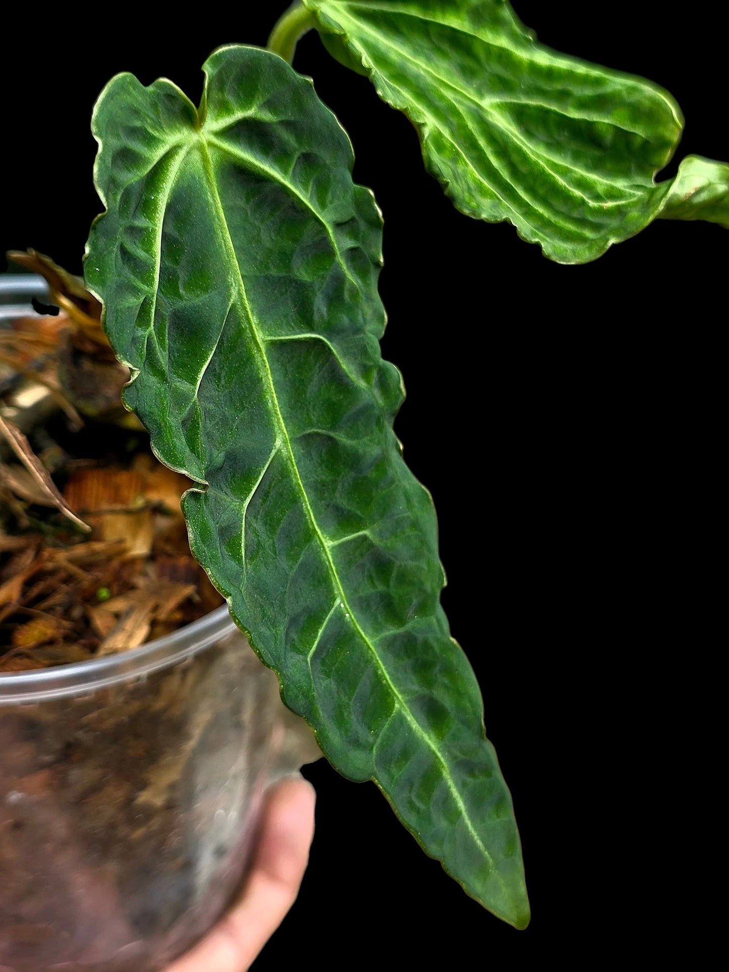 Anthurium sp. 'Andinum Lattice Crispus' Metamorphosis Phenotype (EXACT PLANT)