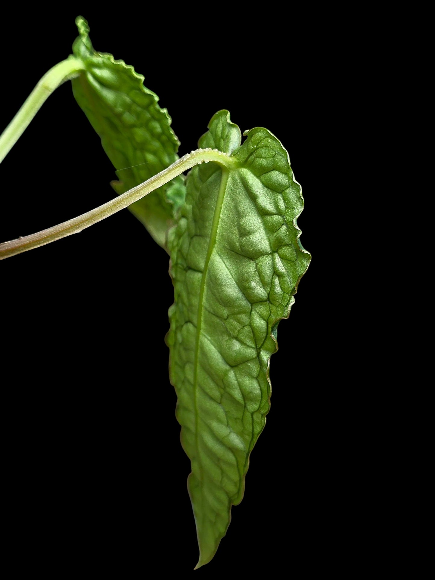 Anthurium sp. 'Andinum Lattice Crispus' Metamorphosis Phenotype (EXACT PLANT)
