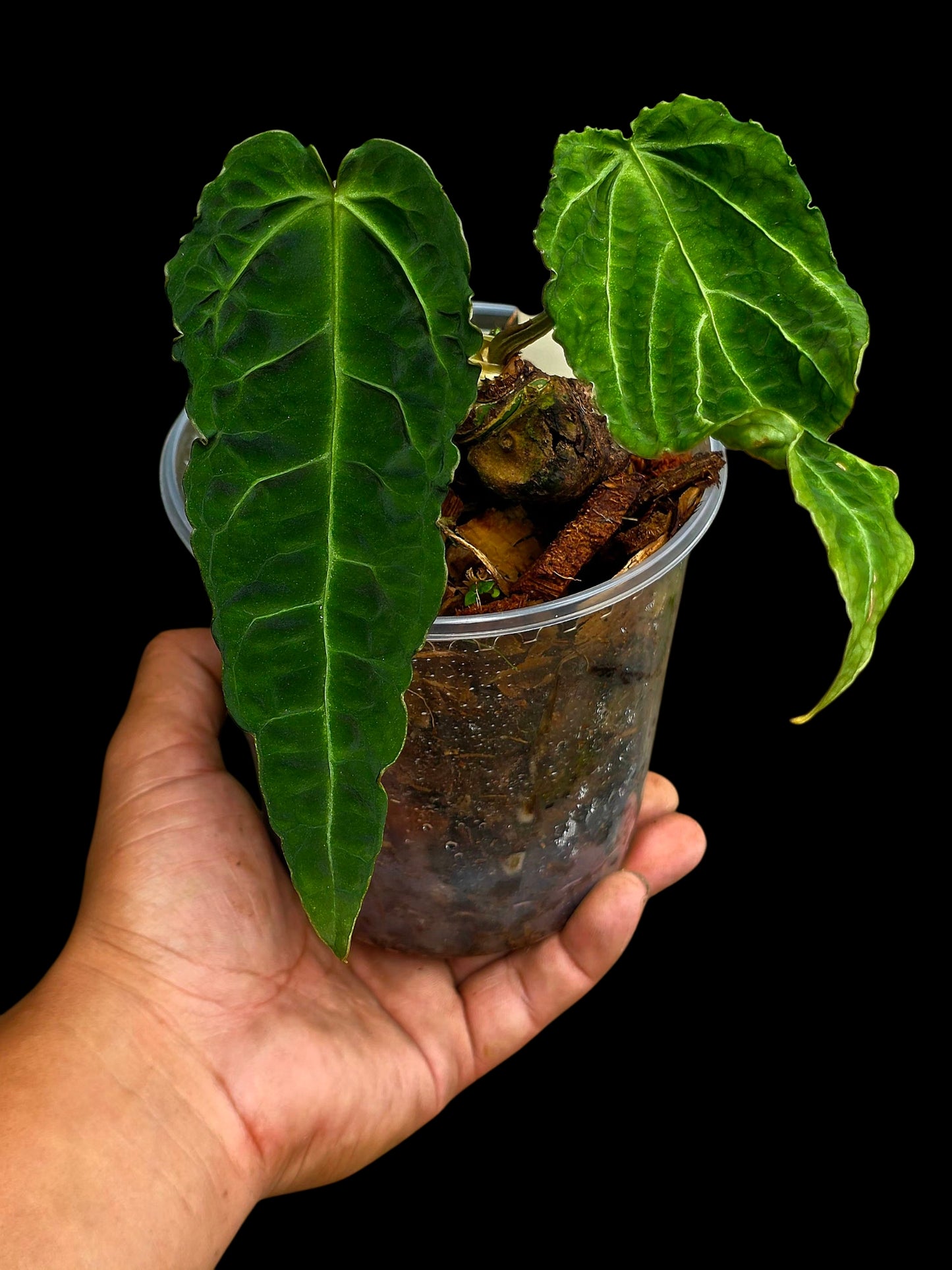 Anthurium sp. 'Andinum Lattice Crispus' Metamorphosis Phenotype (EXACT PLANT)