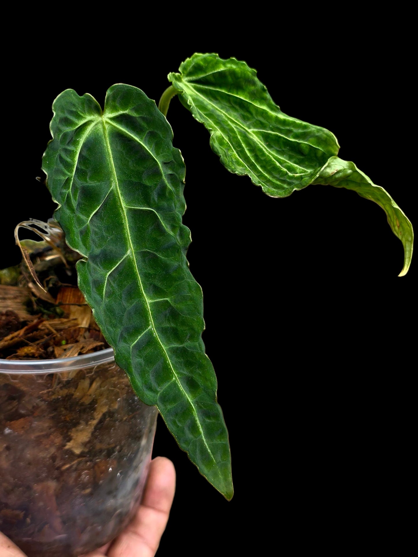 Anthurium sp. 'Andinum Lattice Crispus' Metamorphosis Phenotype (EXACT PLANT)