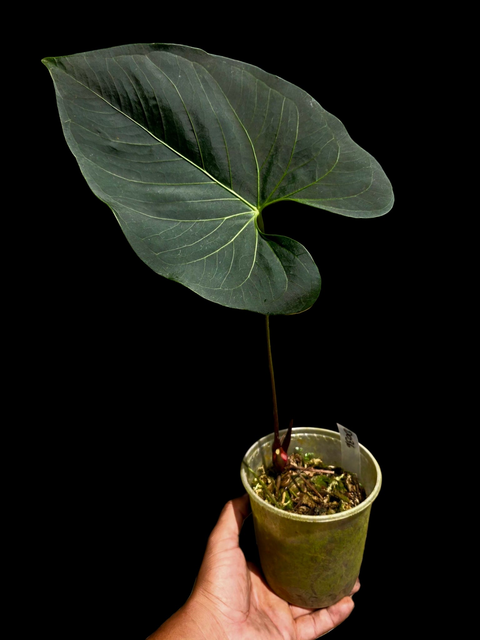 Anthurium sp. 'Darkest Peru' Wild Ecotype (EXACT PLANT)
