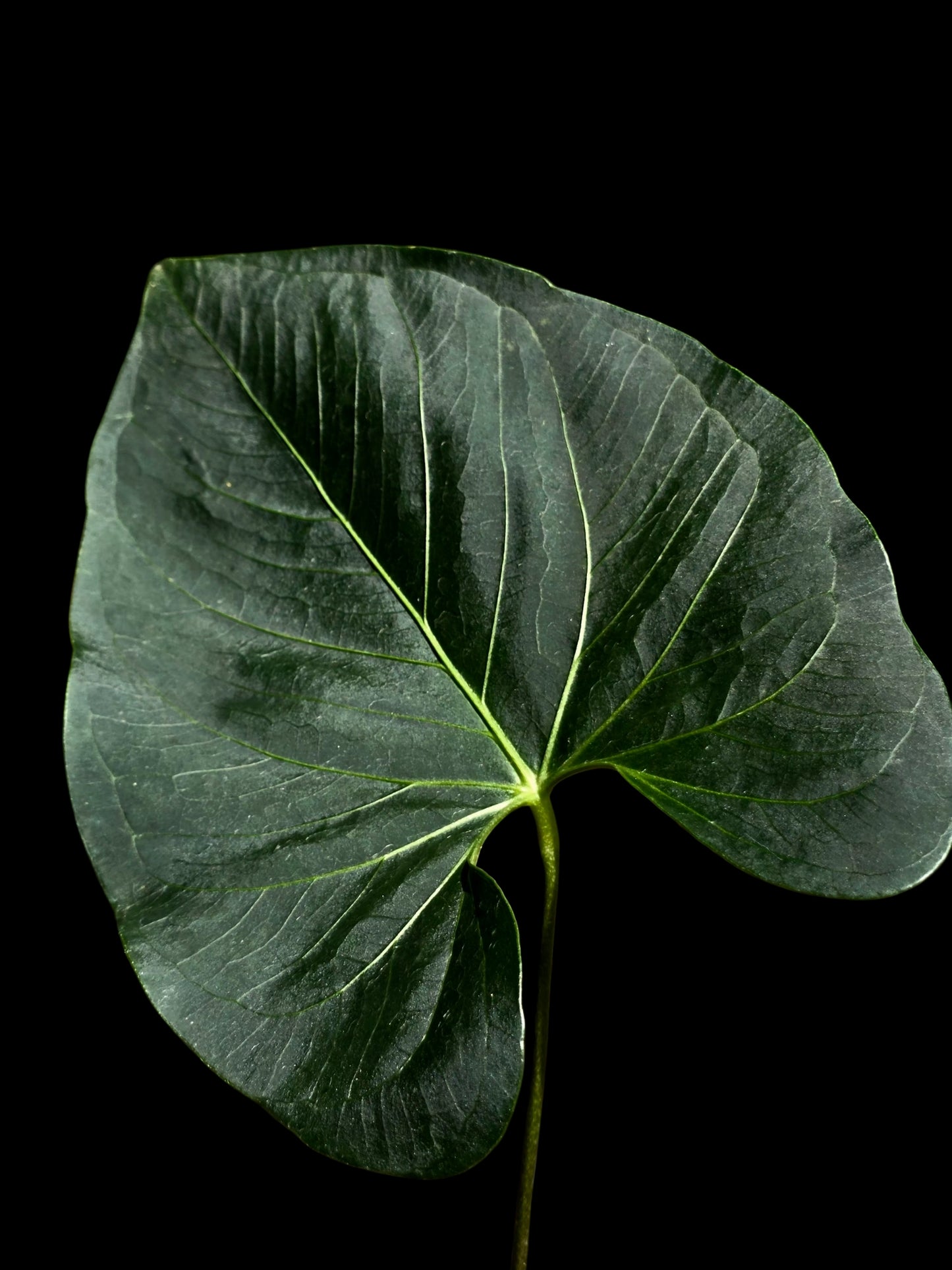 Anthurium sp. 'Darkest Peru' Wild Ecotype (EXACT PLANT)
