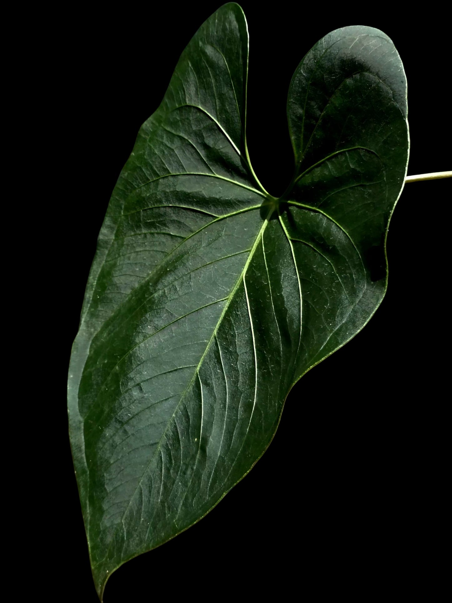Anthurium sp. 'Darkest Peru' Wild Ecotype (EXACT PLANT)