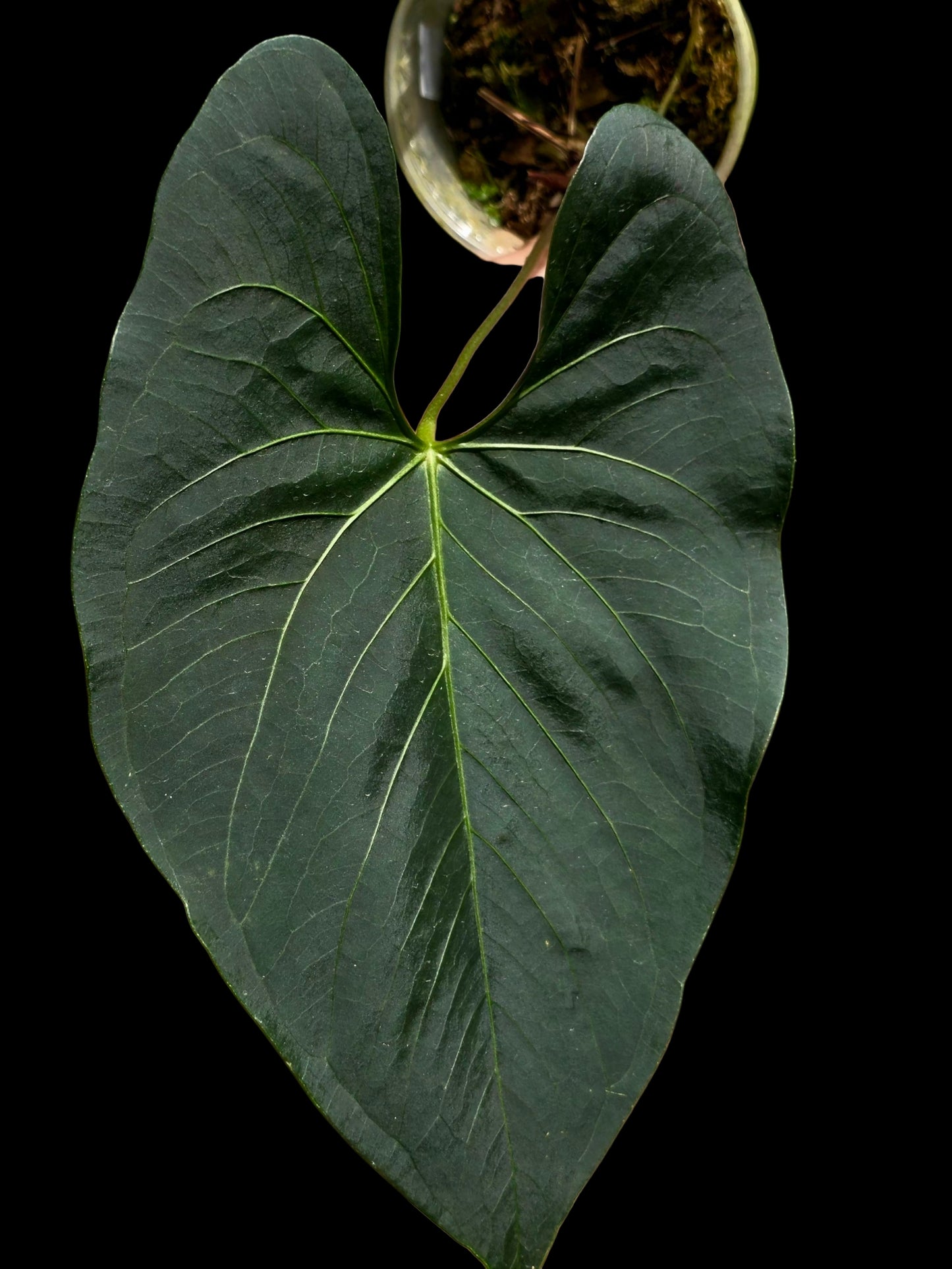 Anthurium sp. 'Darkest Peru' Wild Ecotype (EXACT PLANT)