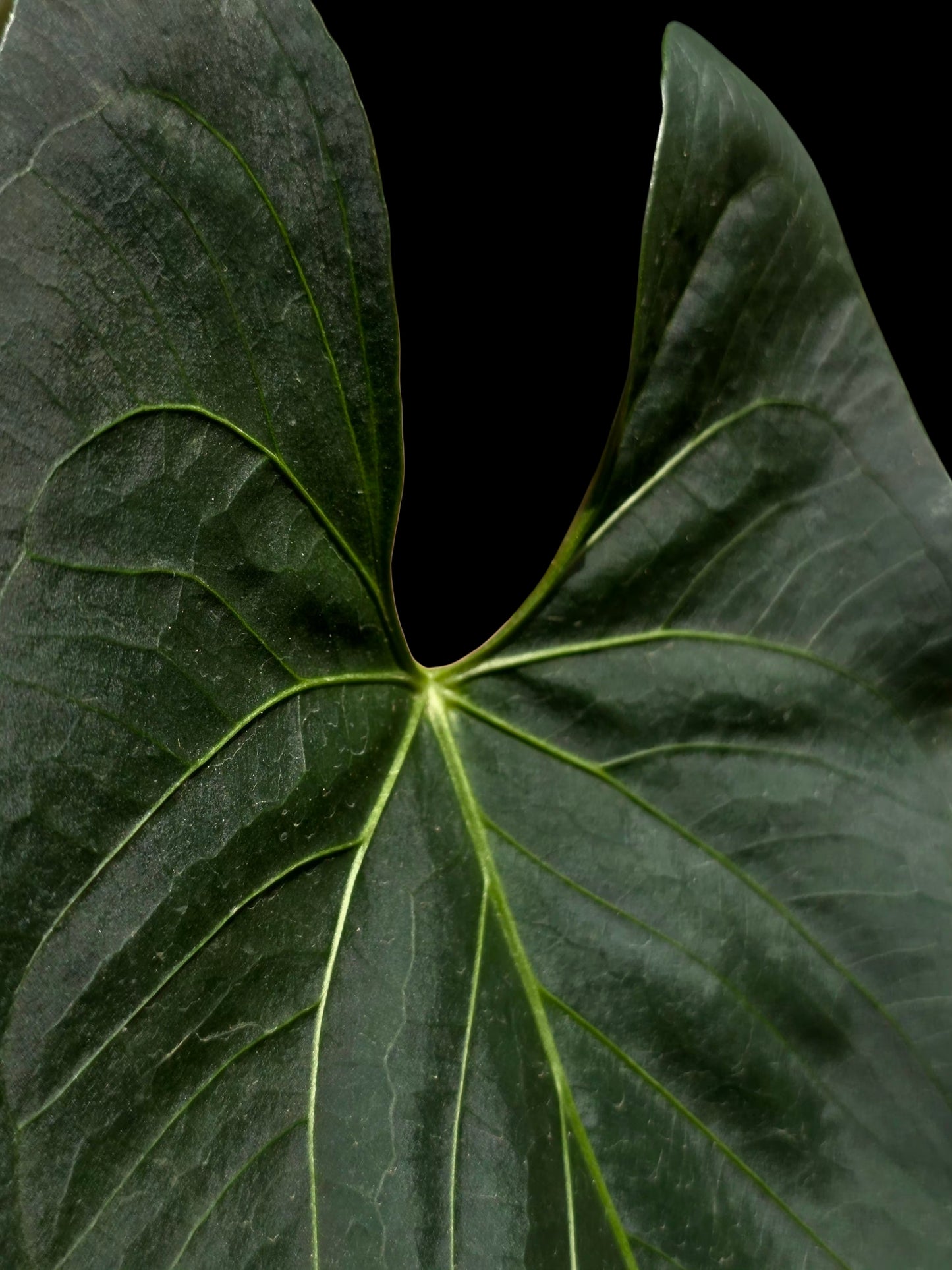 Anthurium sp. 'Darkest Peru' Wild Ecotype (EXACT PLANT)