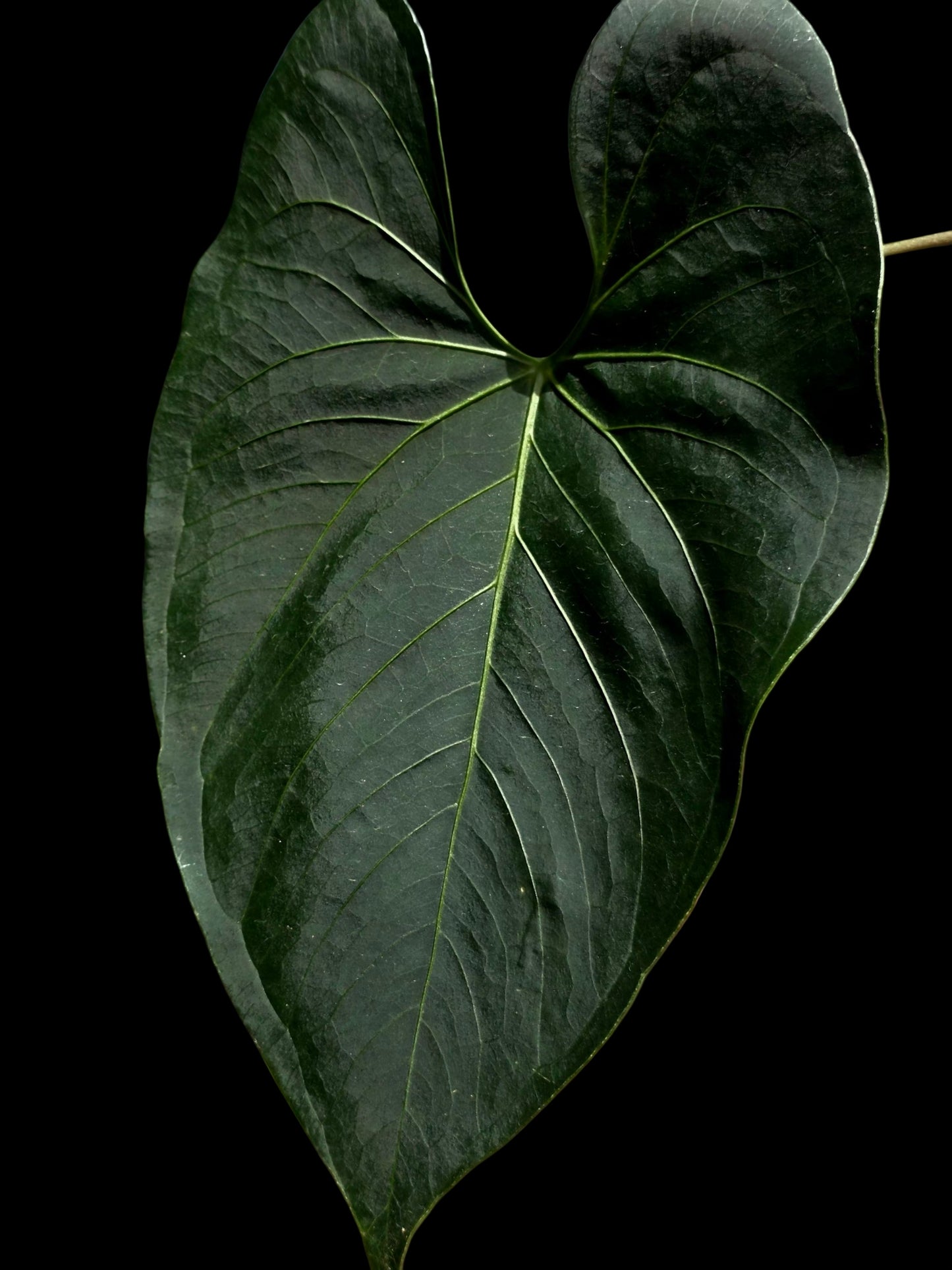 Anthurium sp. 'Darkest Peru' Wild Ecotype (EXACT PLANT)