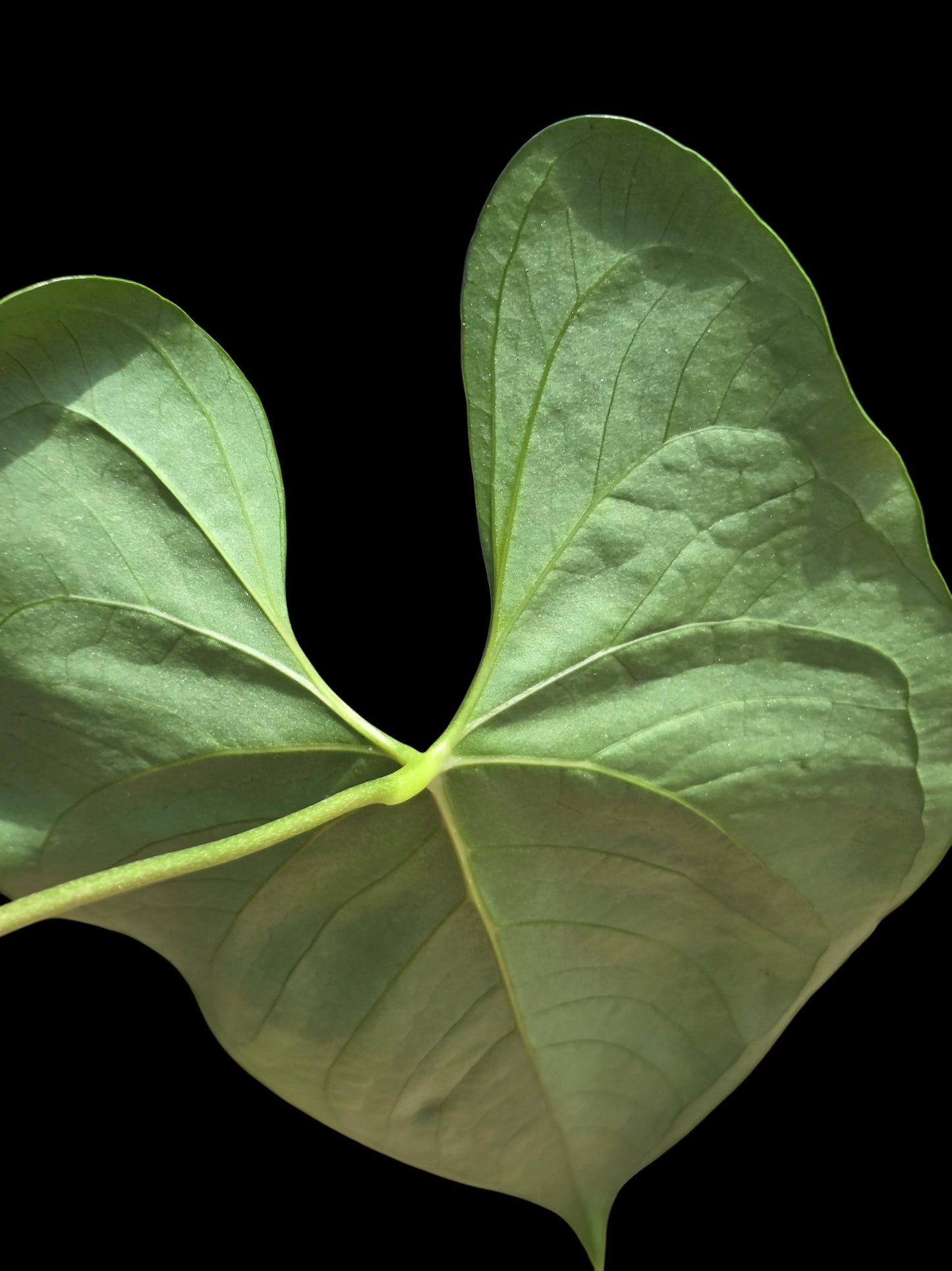 Anthurium sp. 'Darkest Peru' Wild Ecotype (EXACT PLANT)