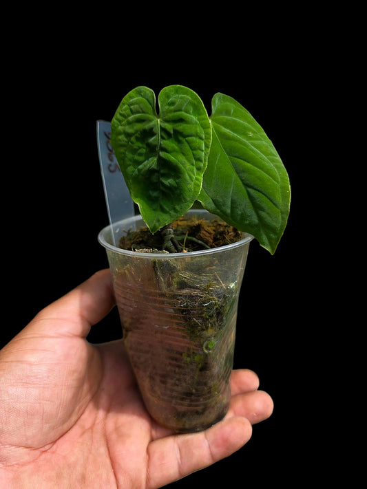 Anthurium sp. 'Purple Velvet' Bullate Leaves (EXACT PLANT)