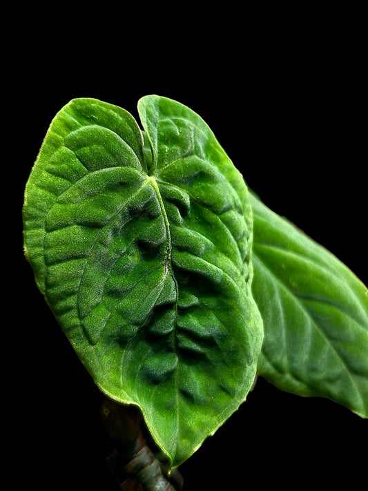 Anthurium sp. 'Purple Velvet' Bullate Leaves (EXACT PLANT)