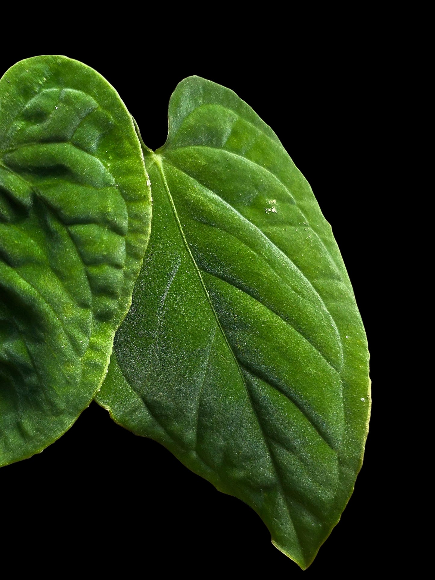 Anthurium sp. 'Purple Velvet' Bullate Leaves (EXACT PLANT)