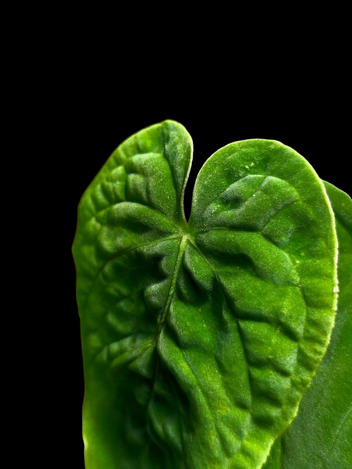 Anthurium sp. 'Purple Velvet' Bullate Leaves (EXACT PLANT)