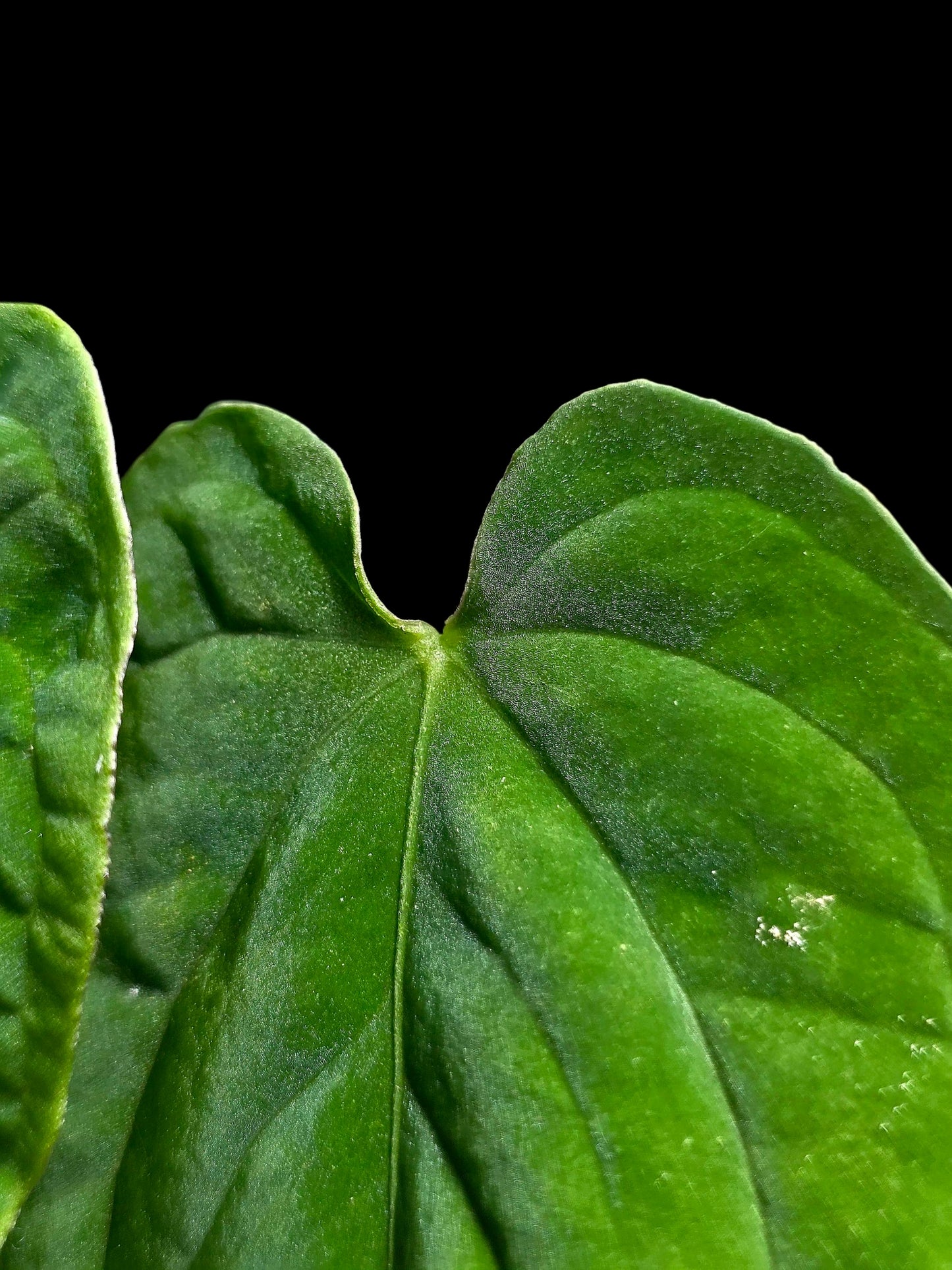 Anthurium sp. 'Purple Velvet' Bullate Leaves (EXACT PLANT)