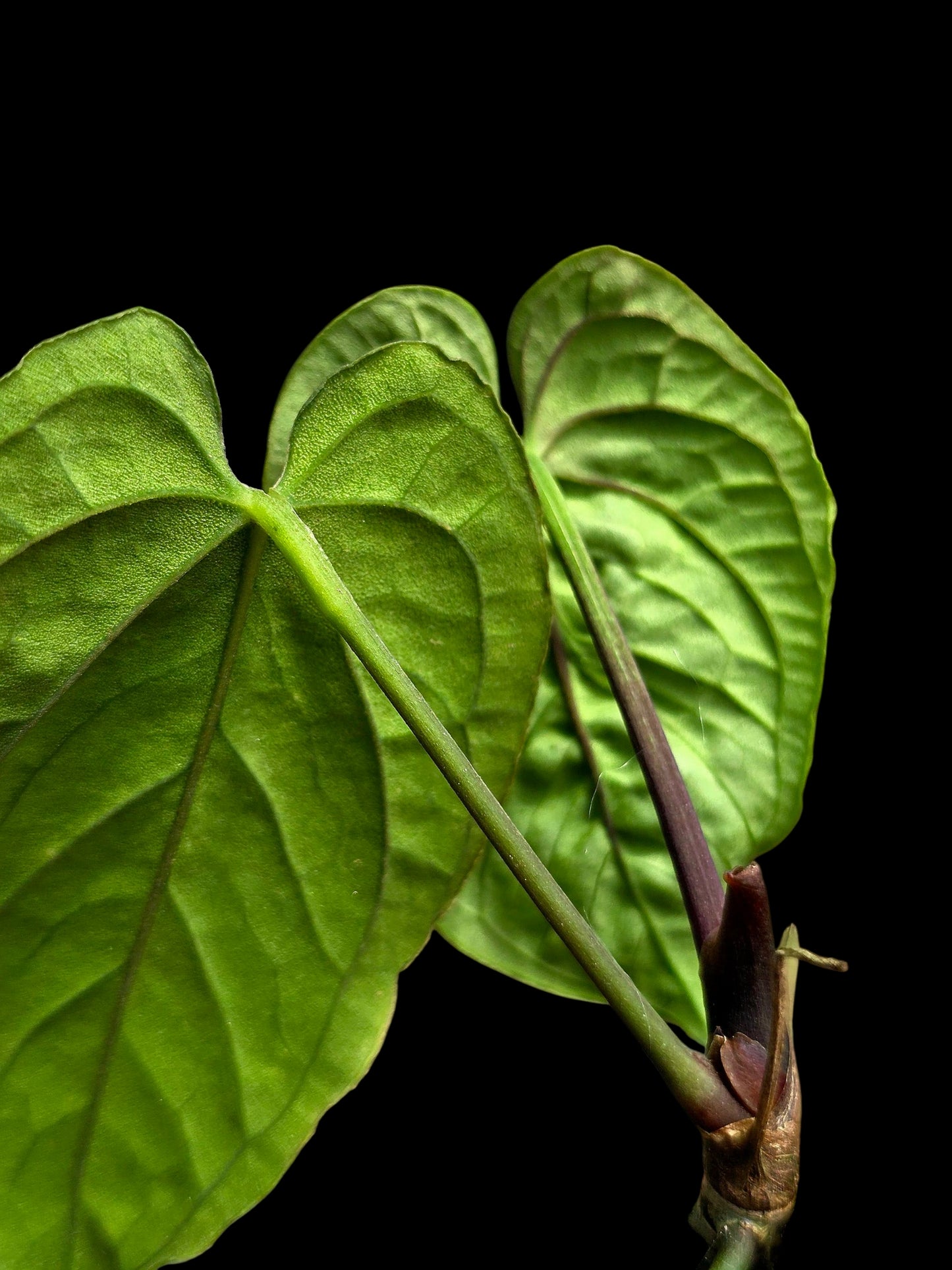 Anthurium sp. 'Purple Velvet' Bullate Leaves (EXACT PLANT)
