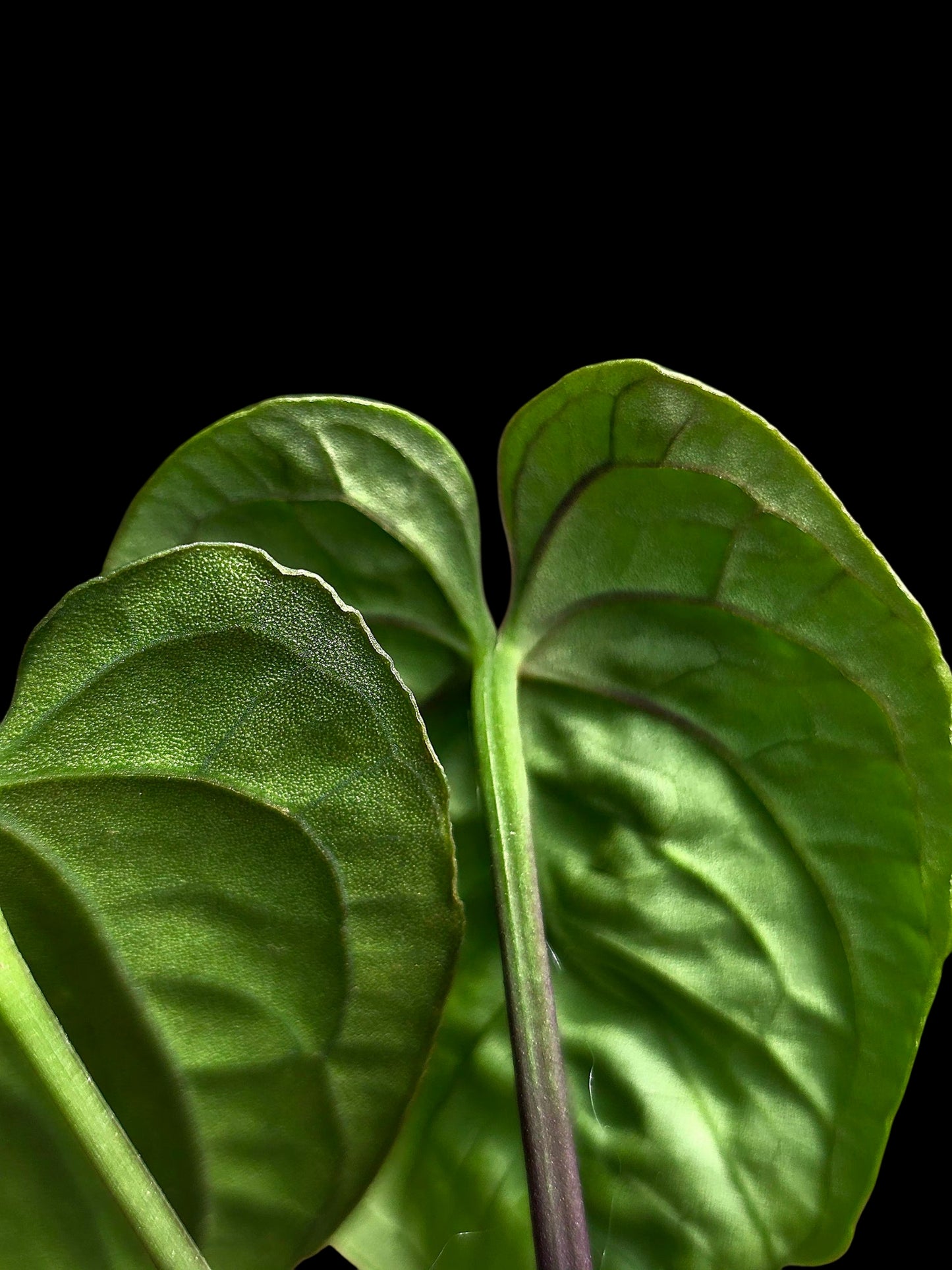 Anthurium sp. 'Purple Velvet' Bullate Leaves (EXACT PLANT)
