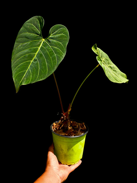 Anthurium sp. 'HuanuQuense Velvet' with 2 Leaves (EXACT PLANT)