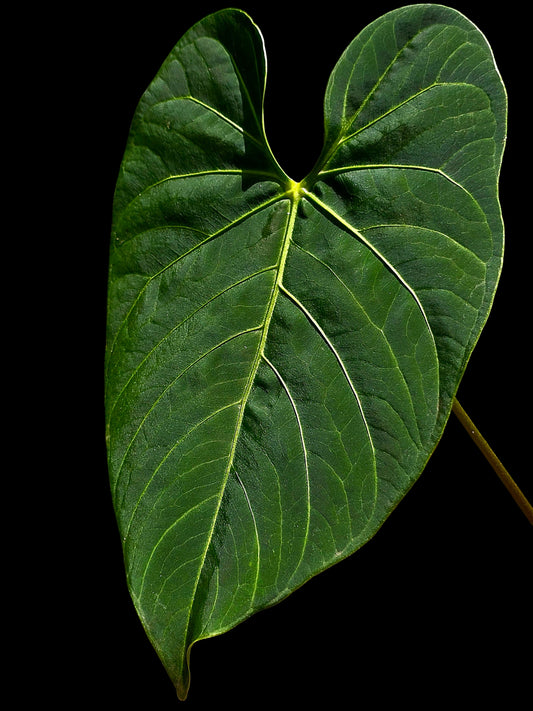 Anthurium sp. 'HuanuQuense Velvet' with 2 Leaves (EXACT PLANT)