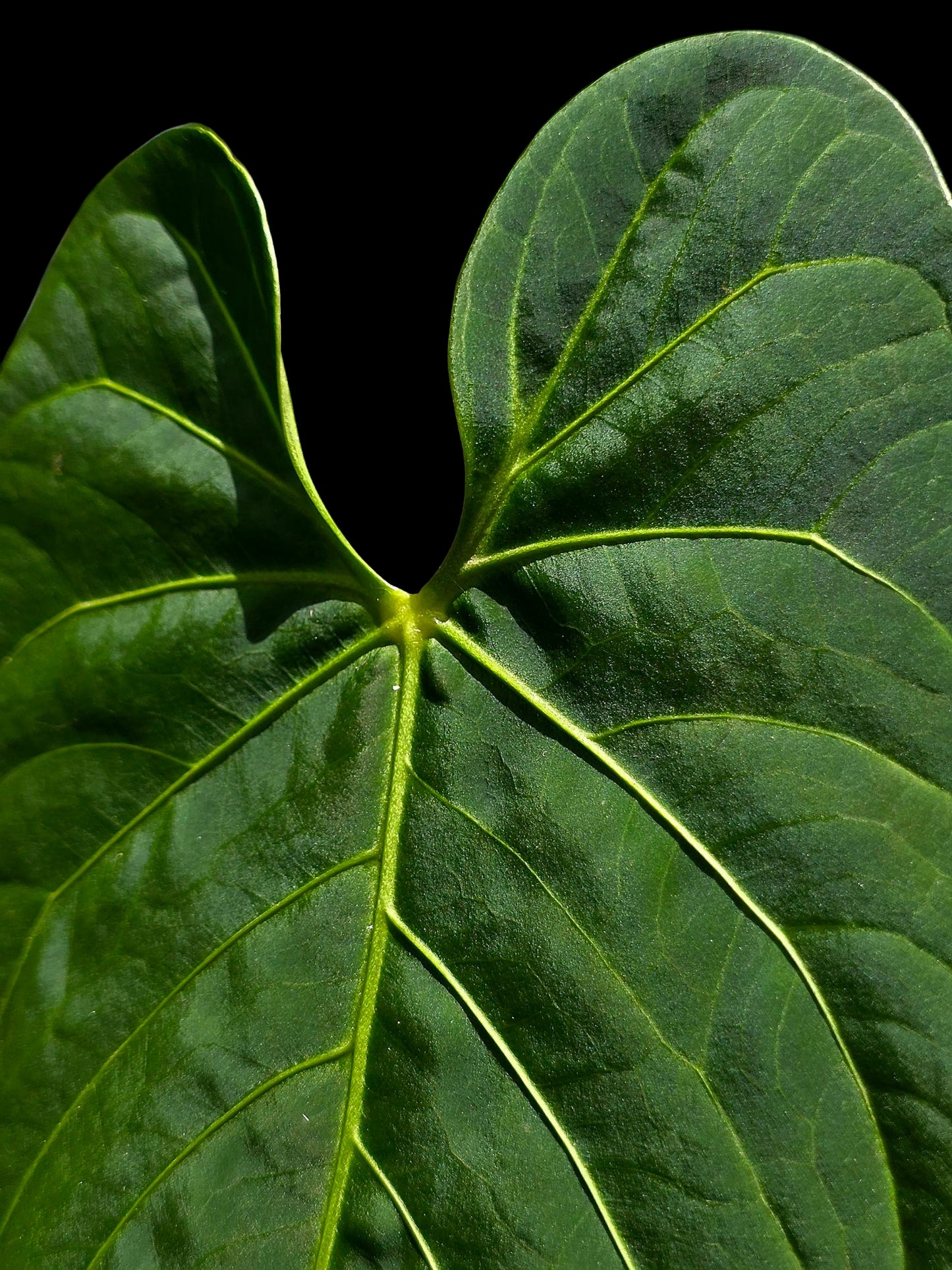 Anthurium sp. 'HuanuQuense Velvet' with 2 Leaves (EXACT PLANT)