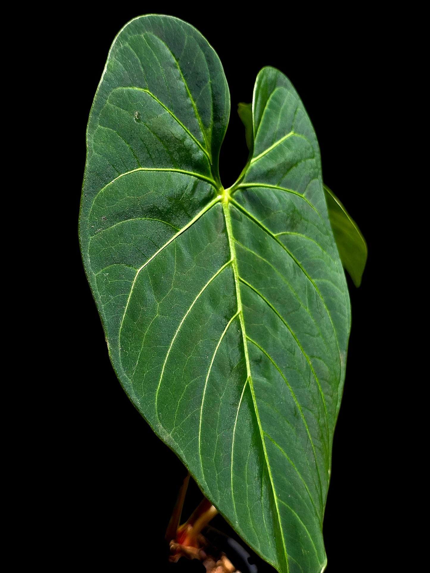Anthurium sp. 'HuanuQuense Velvet' with 2 Leaves (EXACT PLANT)