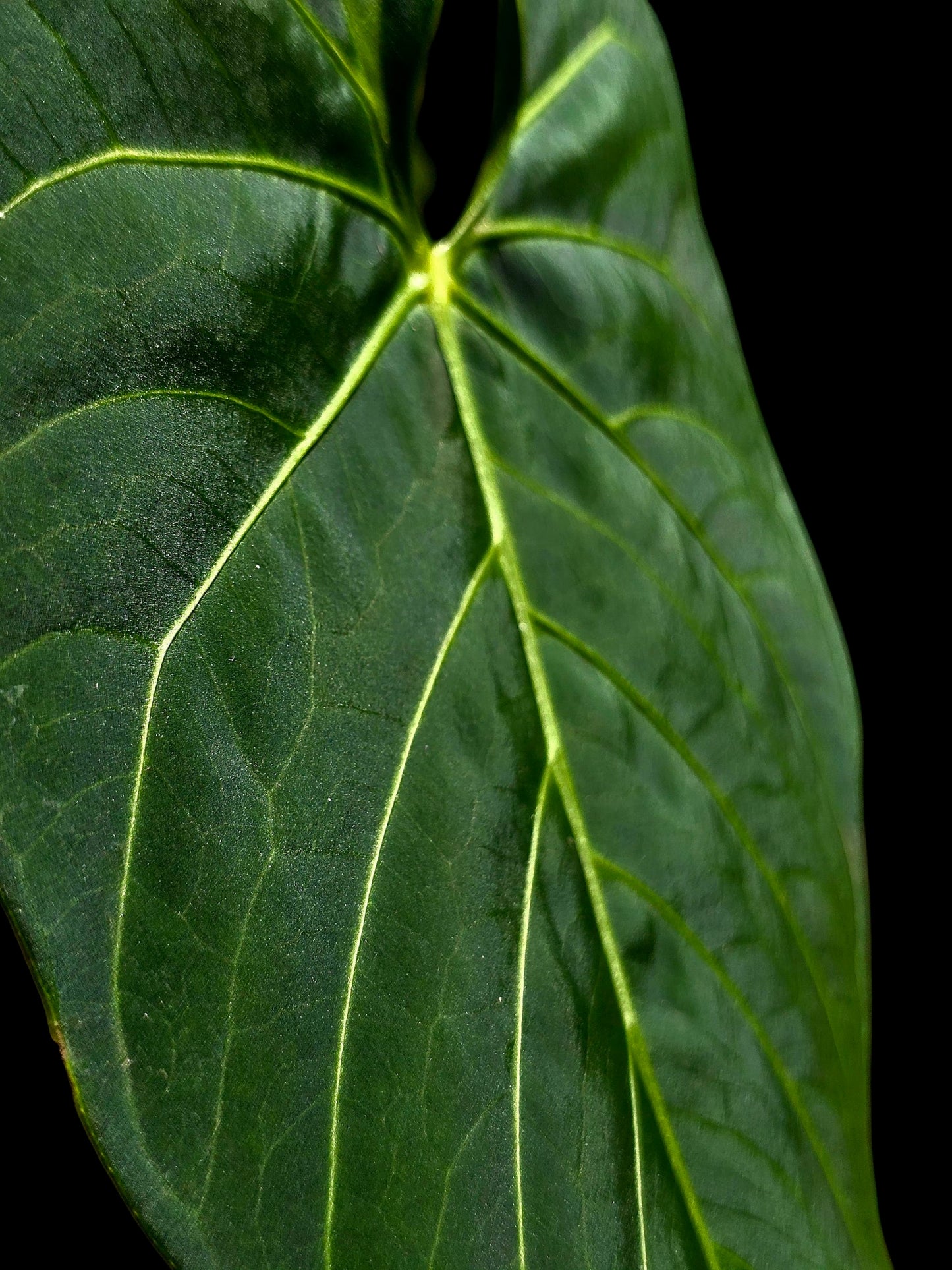 Anthurium sp. 'HuanuQuense Velvet' with 2 Leaves (EXACT PLANT)