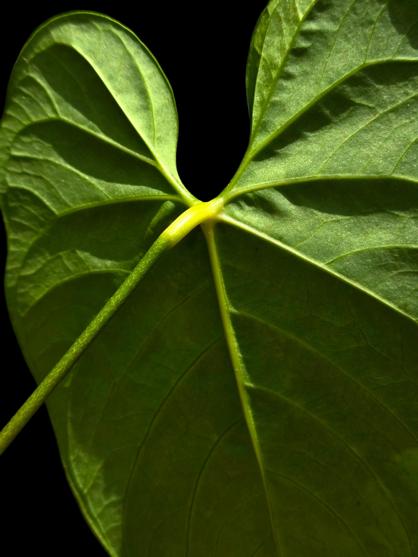 Anthurium sp. 'HuanuQuense Velvet' with 2 Leaves (EXACT PLANT)