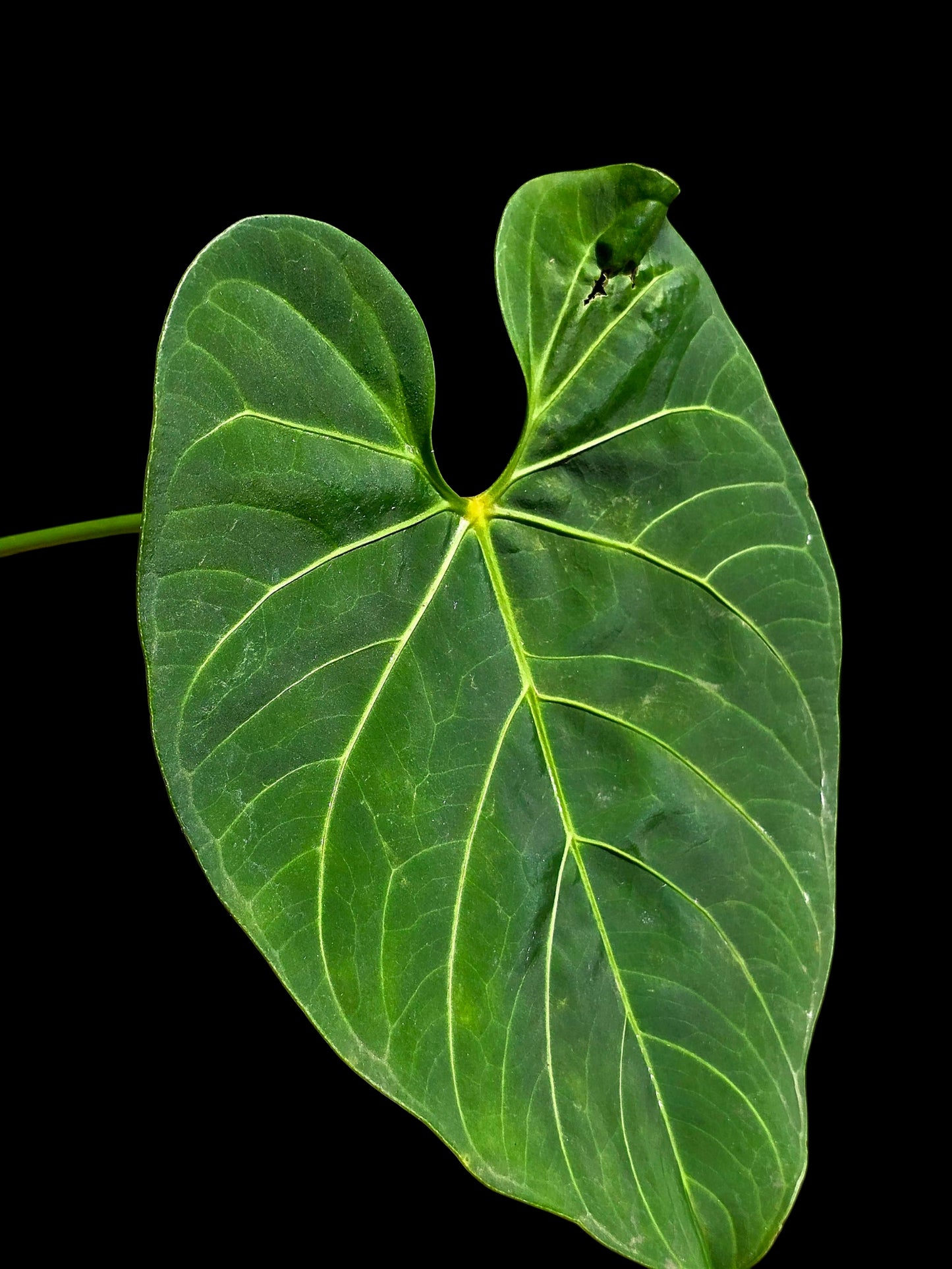 Anthurium sp. 'HuanuQuense Velvet' with 2 Leaves (EXACT PLANT)