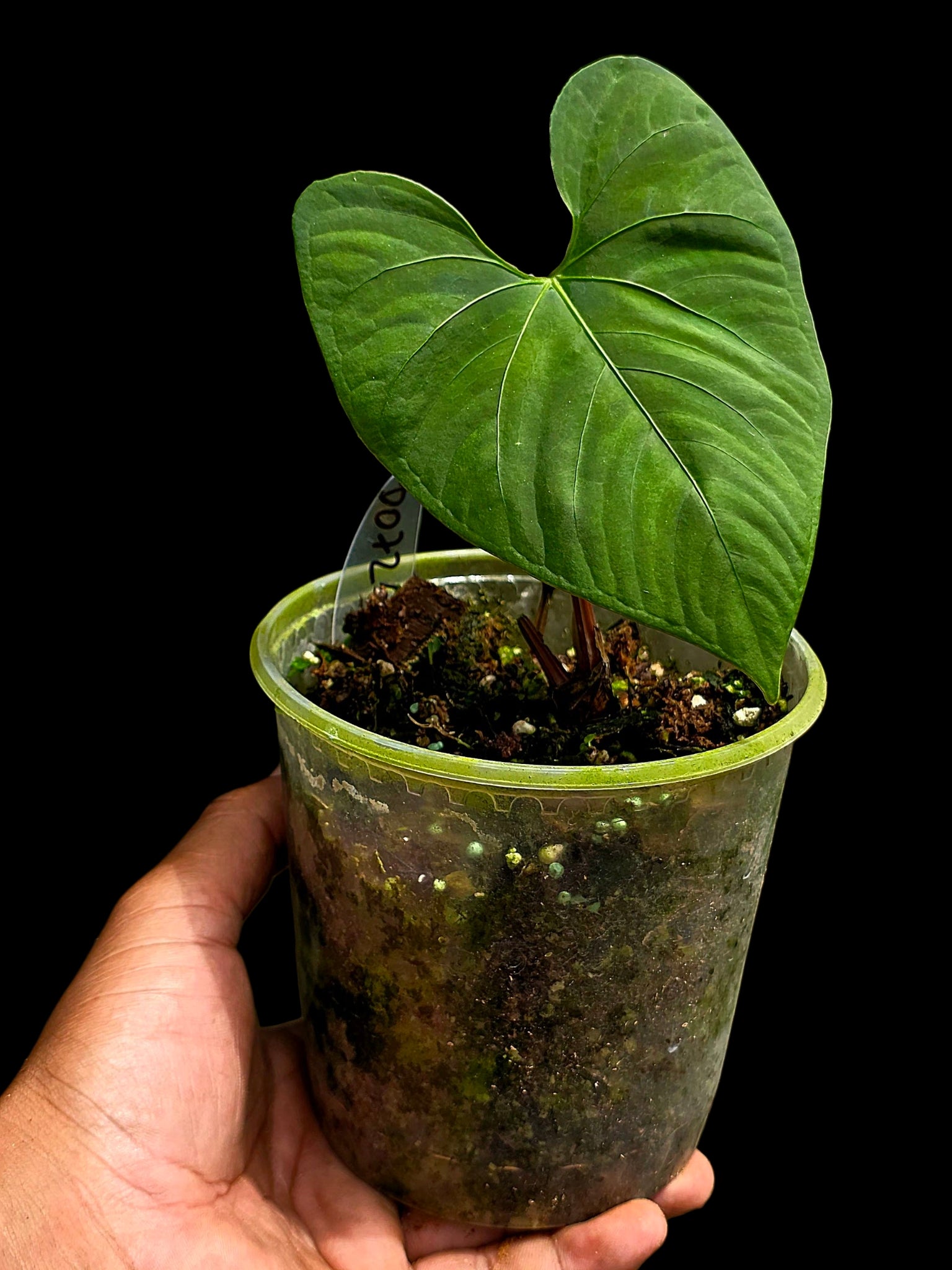 Anthurium sp. 'Huanuco Velvet' Wild Ecotype (EXACT PLANT)