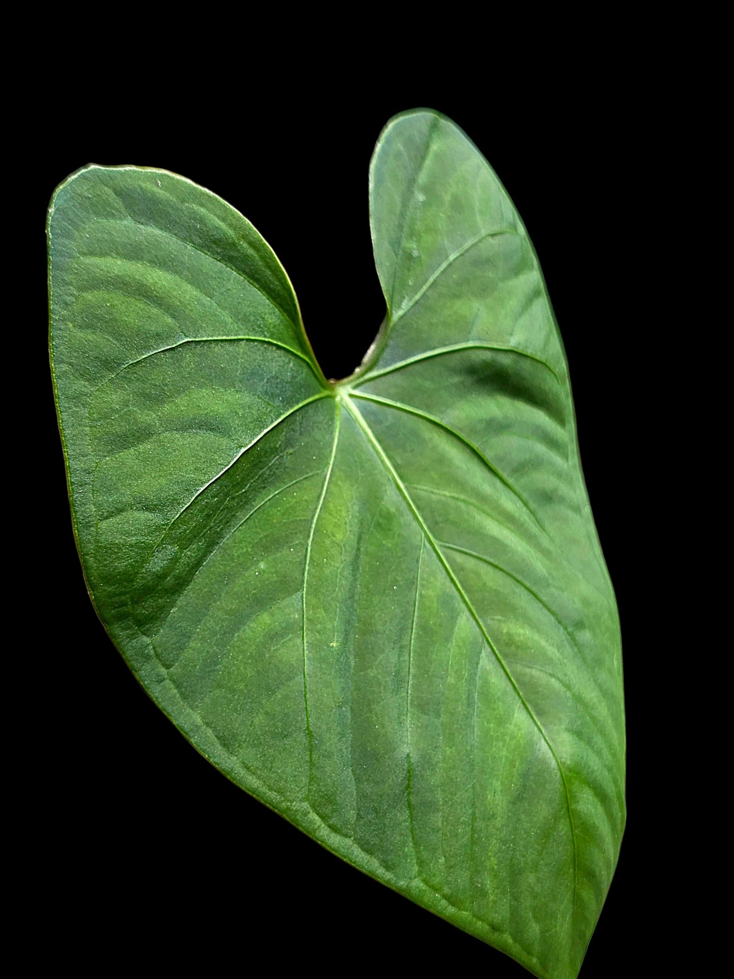 Anthurium sp. 'Huanuco Velvet' Wild Ecotype (EXACT PLANT)