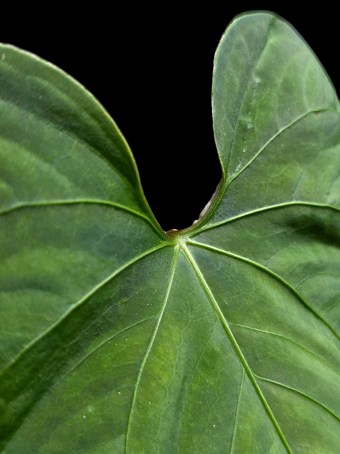Anthurium sp. 'Huanuco Velvet' Wild Ecotype (EXACT PLANT)