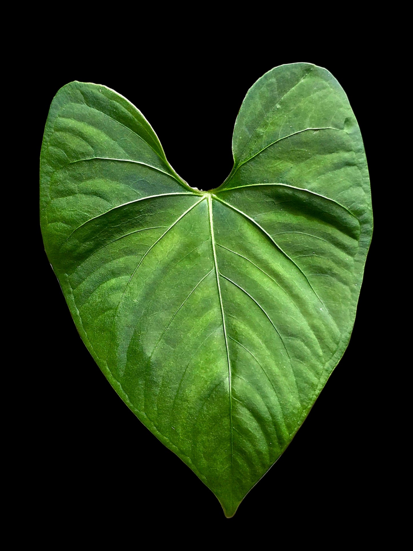 Anthurium sp. 'Huanuco Velvet' Wild Ecotype (EXACT PLANT)