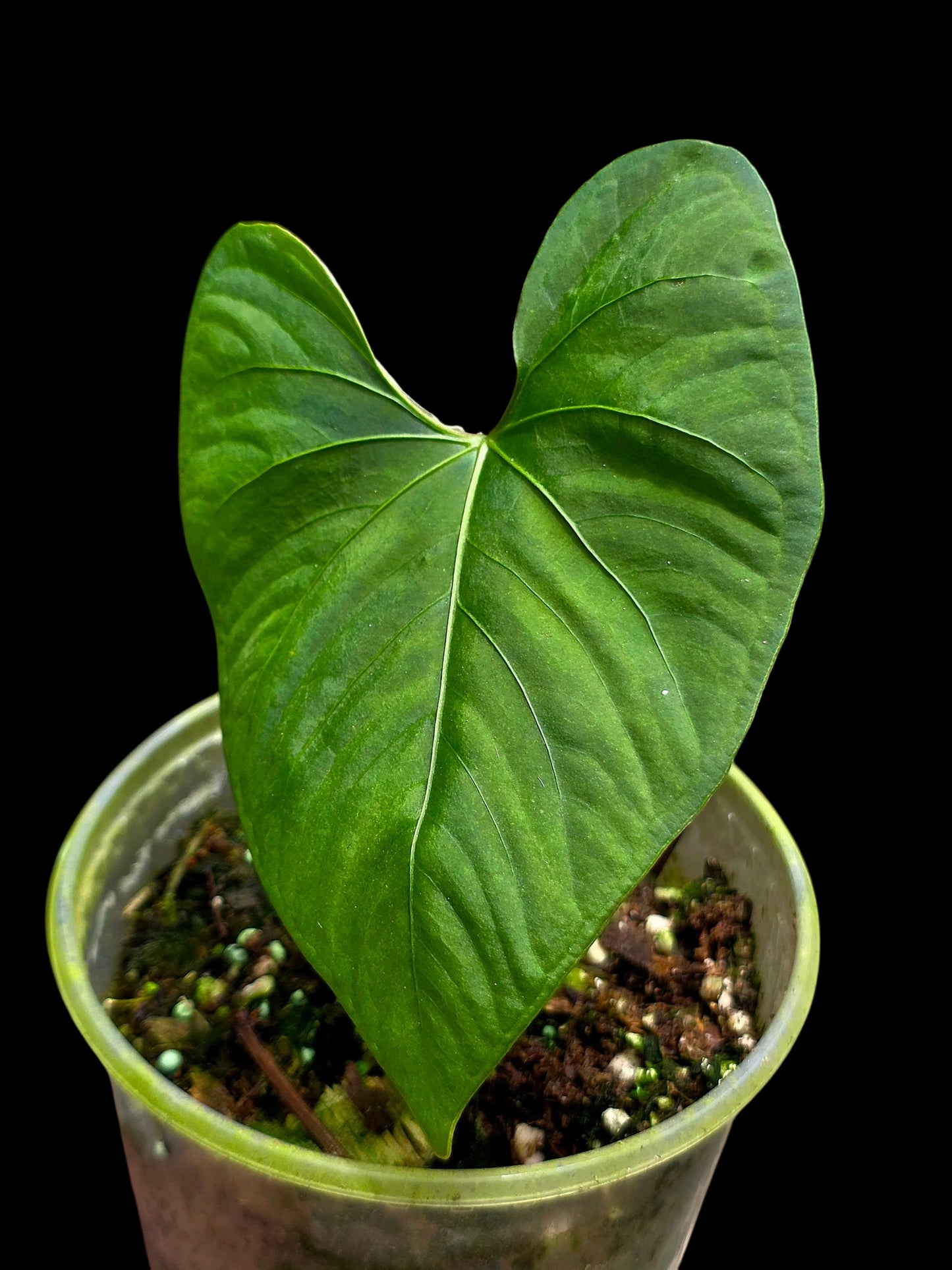 Anthurium sp. 'Huanuco Velvet' Wild Ecotype (EXACT PLANT)