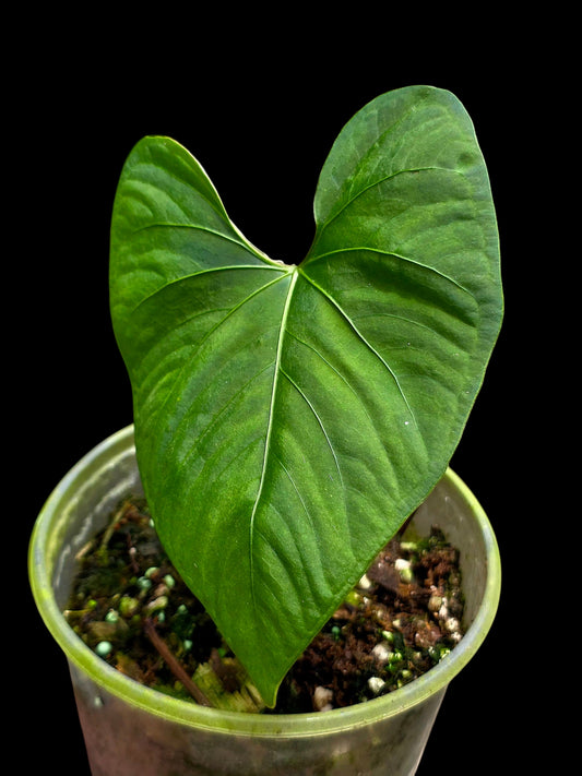 Anthurium sp. 'Huanuco Velvet' Wild Ecotype (EXACT PLANT)