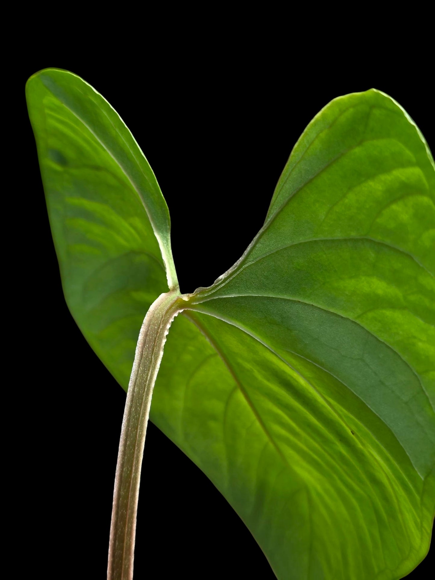 Anthurium sp. 'Huanuco Velvet' Wild Ecotype (EXACT PLANT)