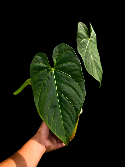 Anthurium sp. 'HuanuQuense Velvet' with 3 Leaves (EXACT PLANT)