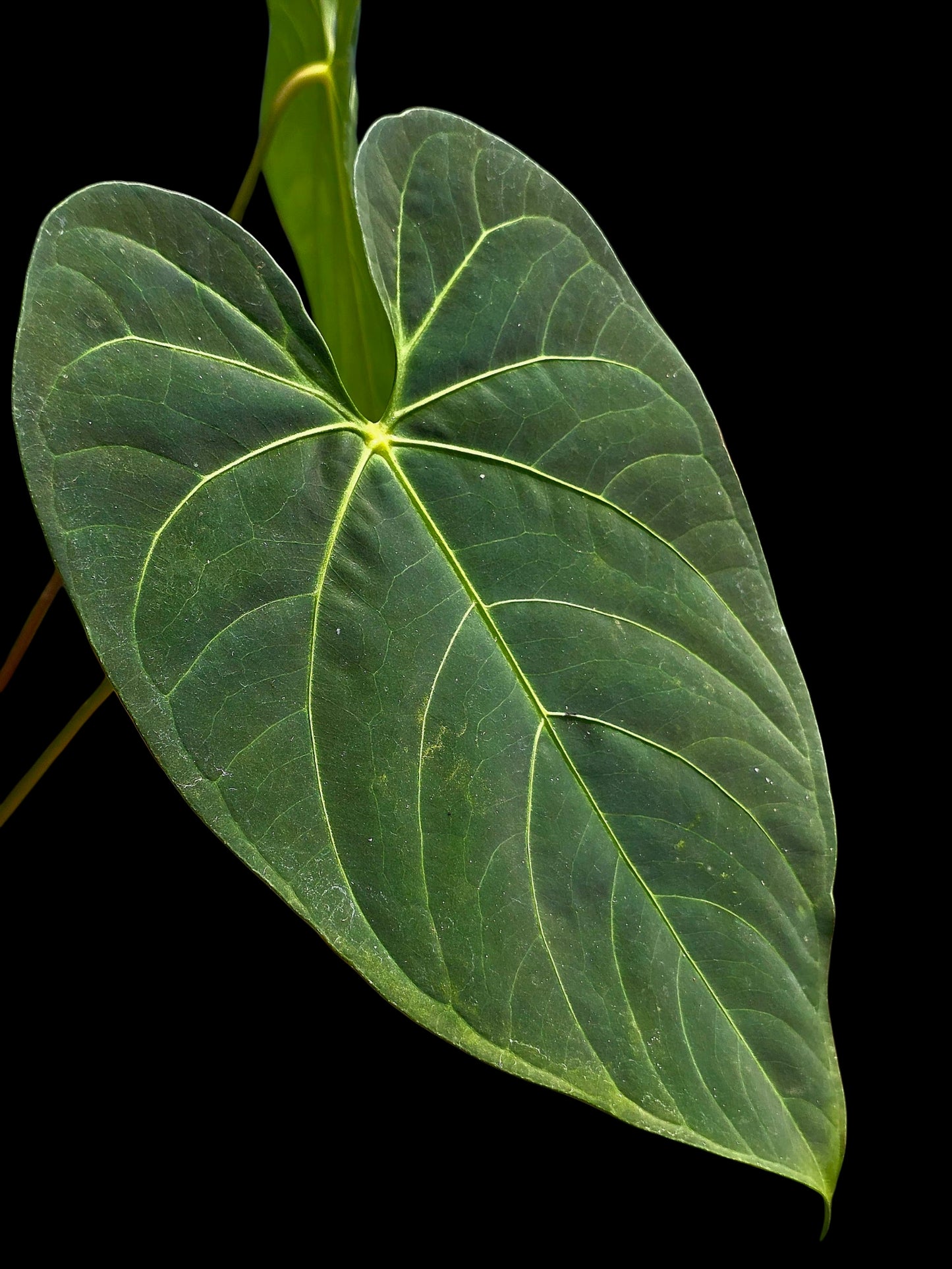 Anthurium sp. 'HuanuQuense Velvet' with 3 Leaves (EXACT PLANT)