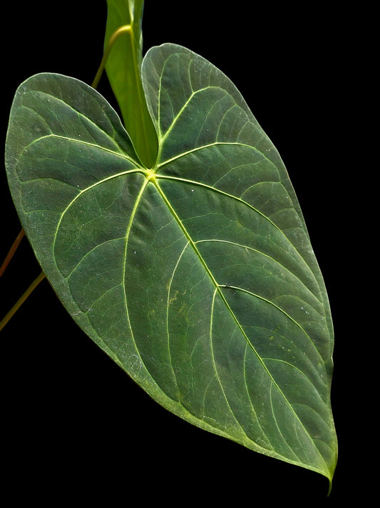 Anthurium sp. 'HuanuQuense Velvet' with 3 Leaves (EXACT PLANT)