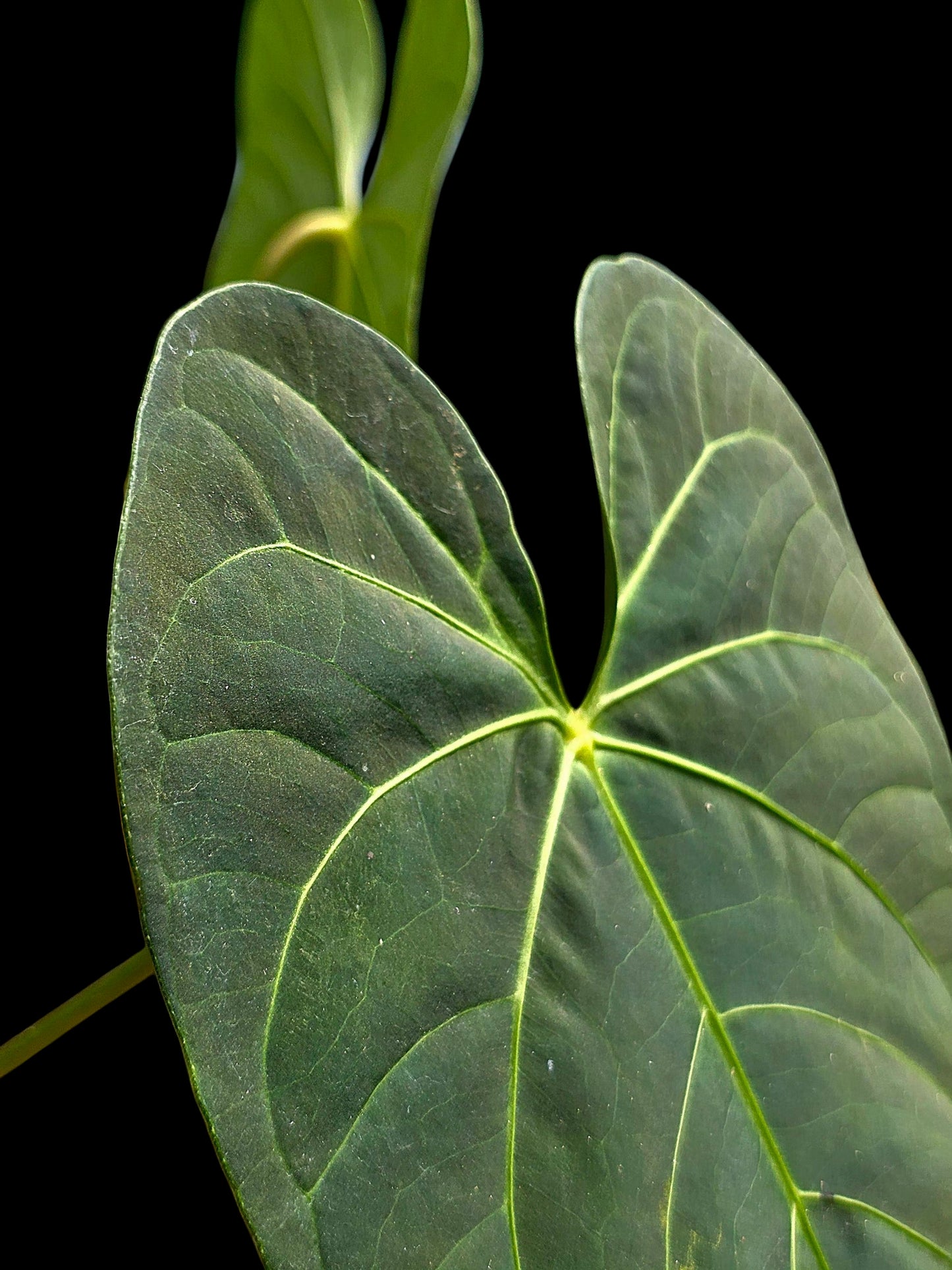 Anthurium sp. 'HuanuQuense Velvet' with 3 Leaves (EXACT PLANT)