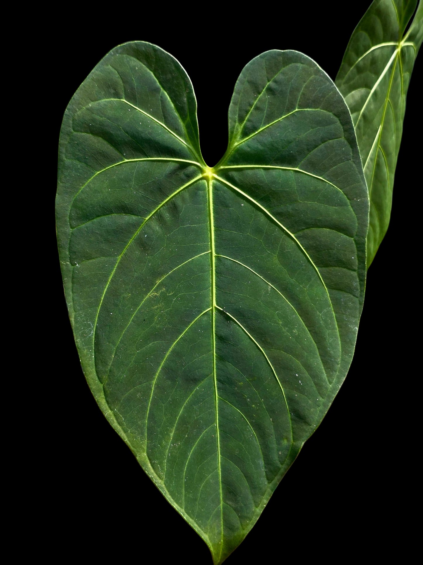 Anthurium sp. 'HuanuQuense Velvet' with 3 Leaves (EXACT PLANT)