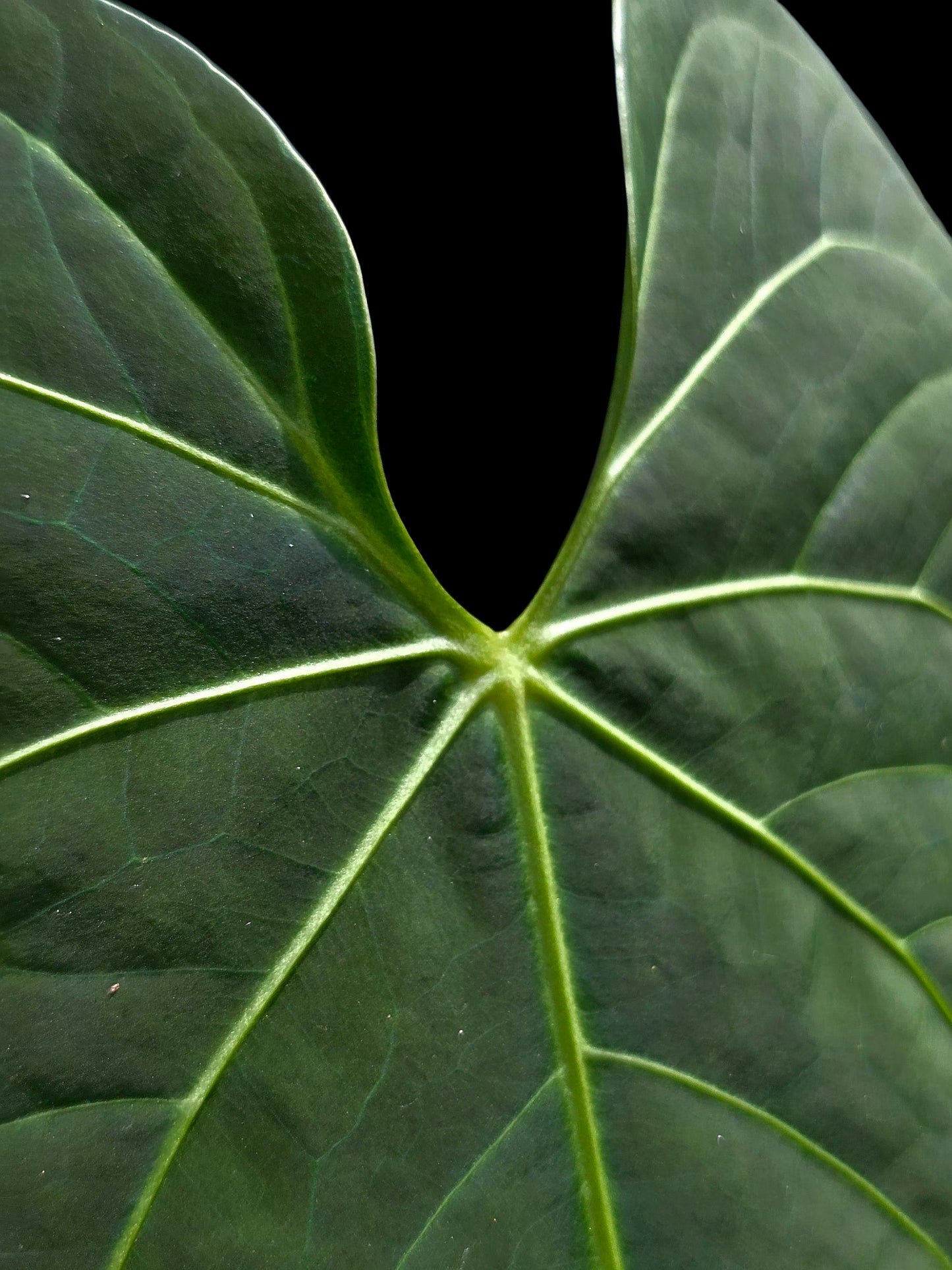 Anthurium sp. 'HuanuQuense Velvet' with 3 Leaves (EXACT PLANT)