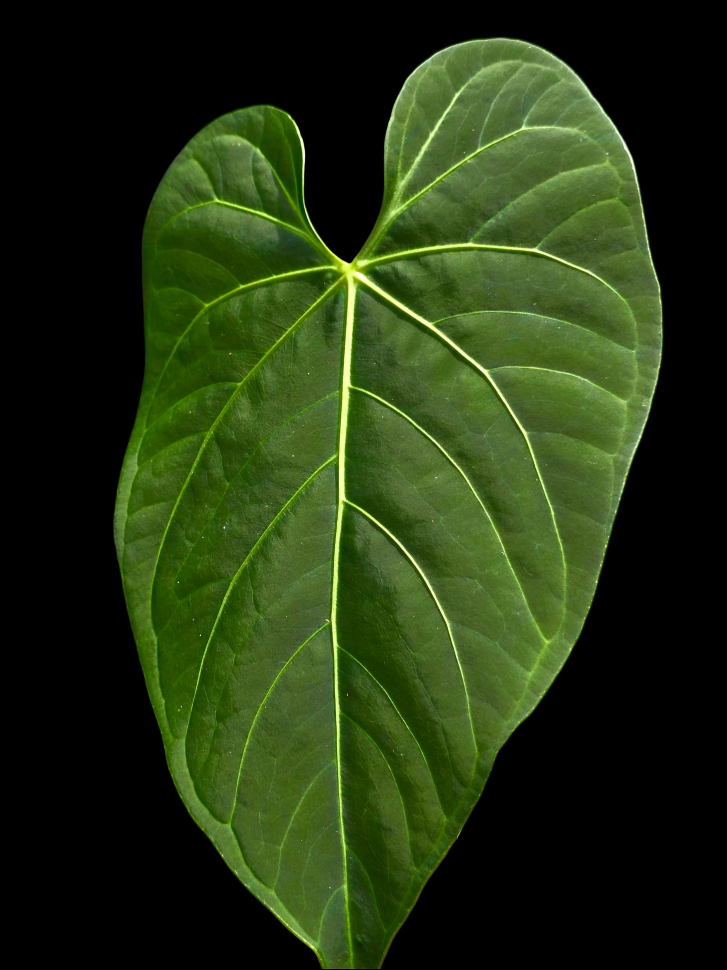 Anthurium sp. 'HuanuQuense Velvet' with 3 Leaves (EXACT PLANT)