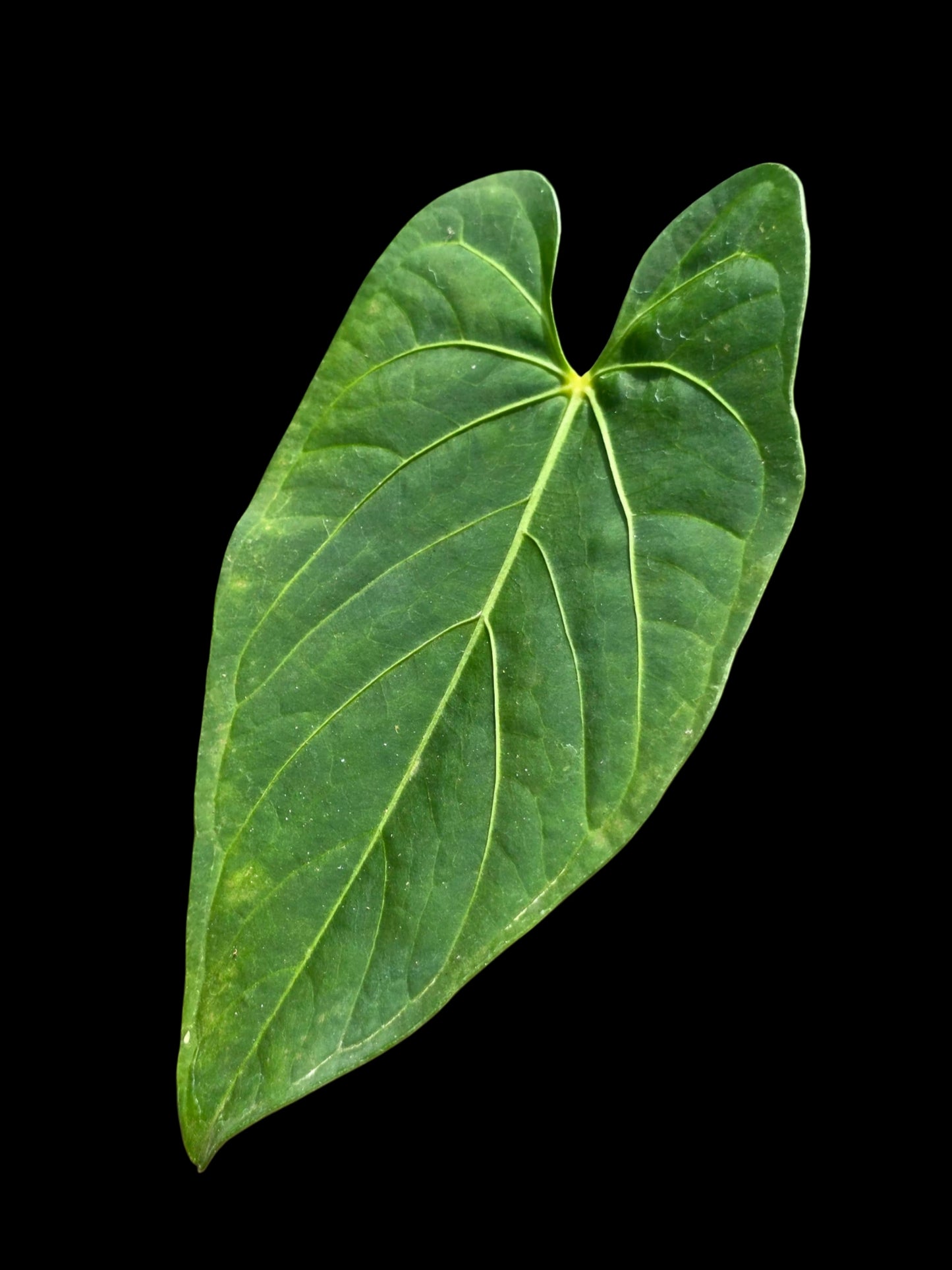 Anthurium sp. 'HuanuQuense Velvet' with 3 Leaves (EXACT PLANT)