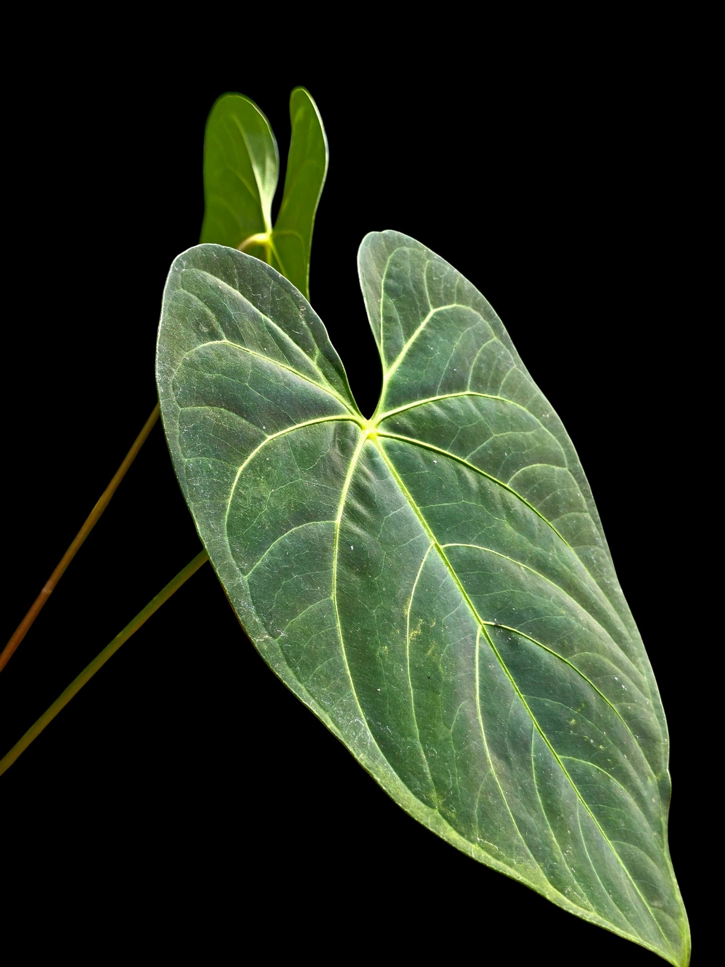 Anthurium sp. 'HuanuQuense Velvet' with 3 Leaves (EXACT PLANT)