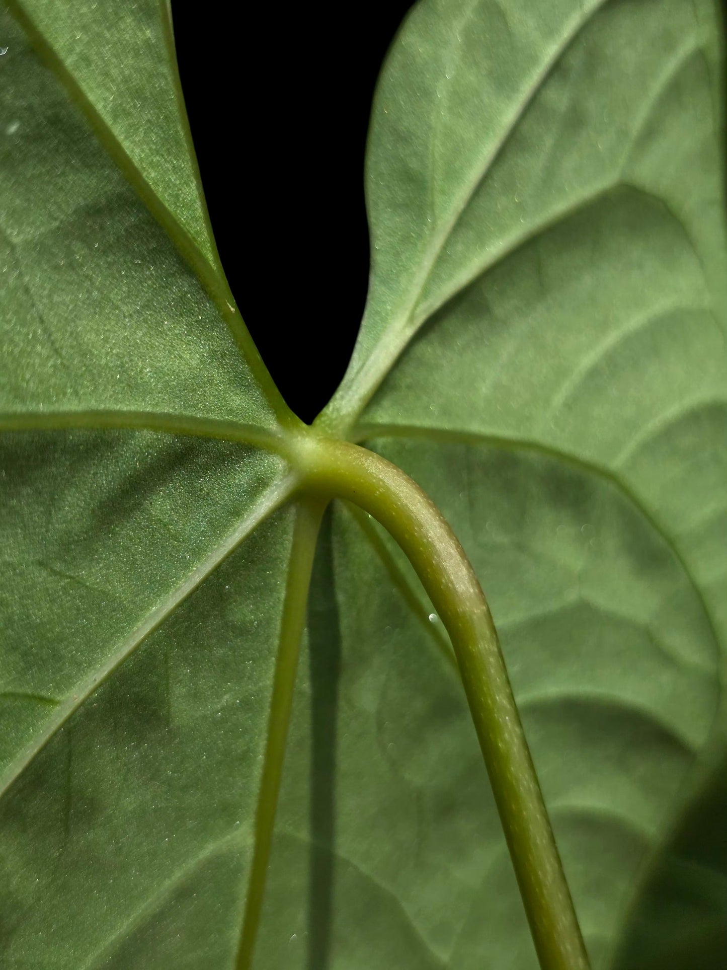 Anthurium sp. 'HuanuQuense Velvet' with 3 Leaves (EXACT PLANT)