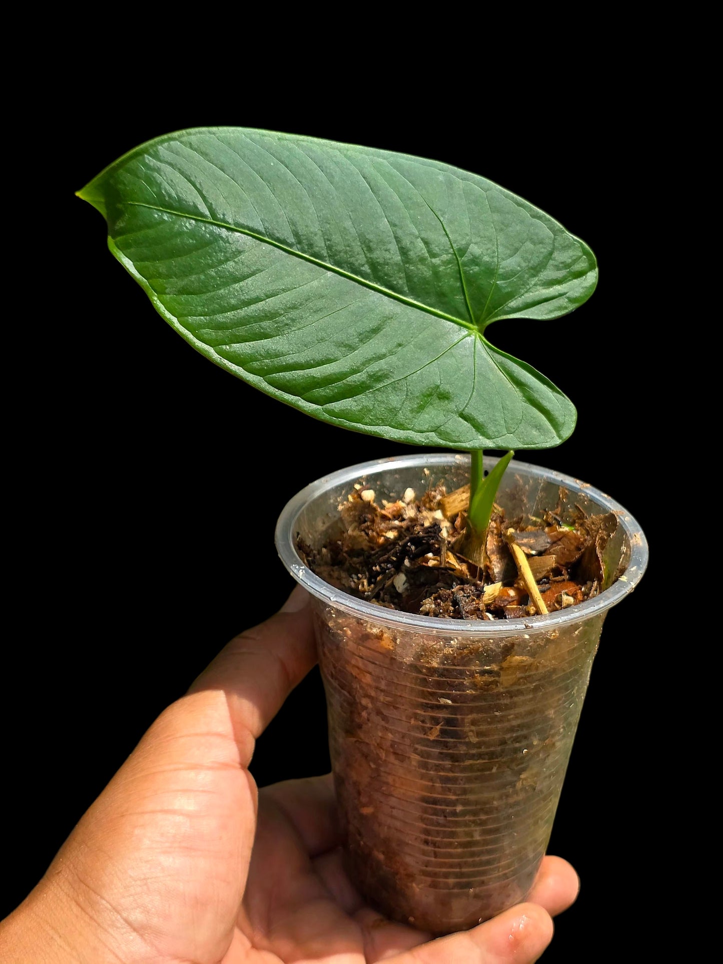 Anthurium sp. 'Cachiyacu Dark Velvet' Wild Ecotype (EXACT PLANT)
