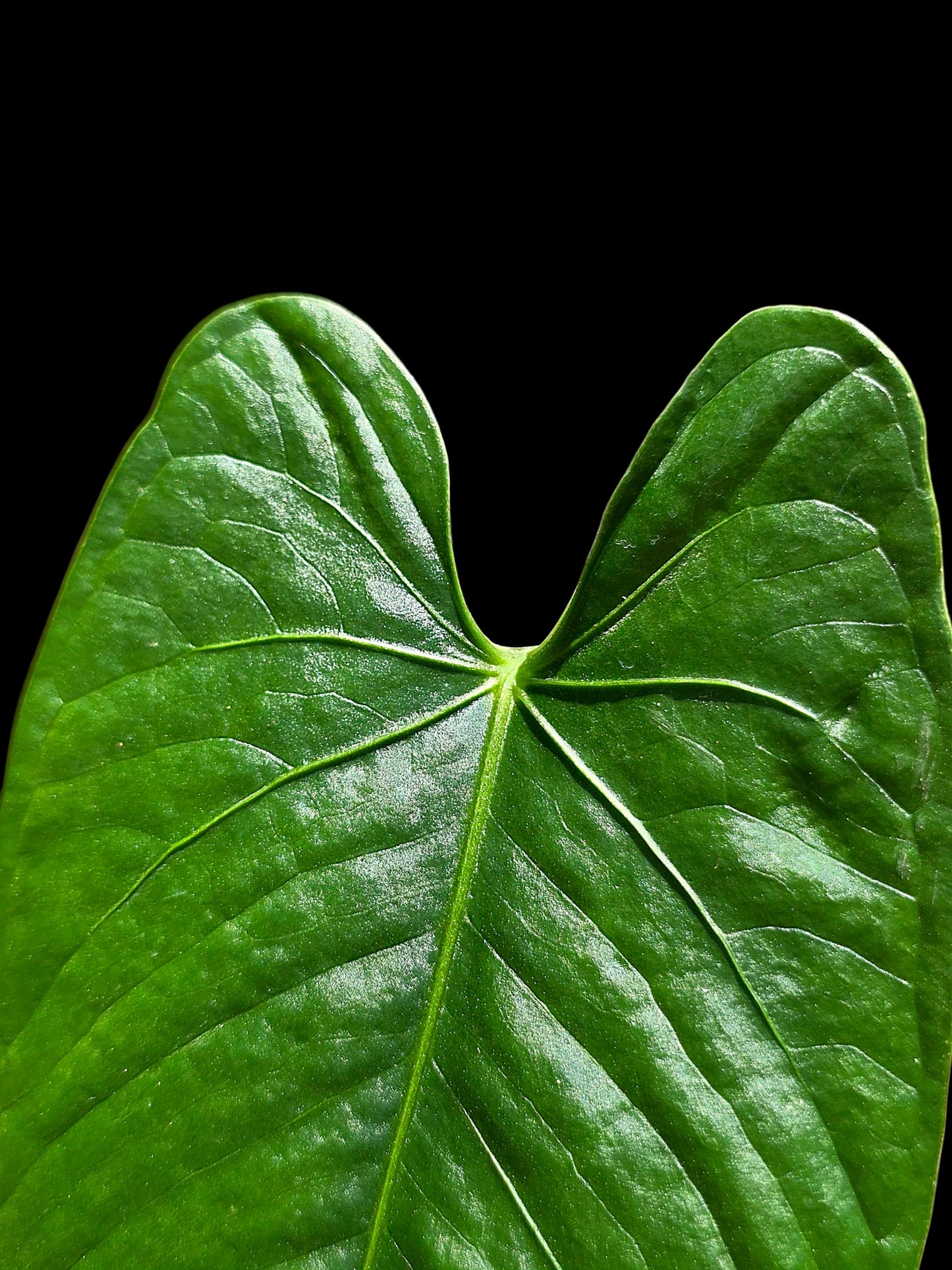 Anthurium sp. 'Cachiyacu Dark Velvet' Wild Ecotype (EXACT PLANT)