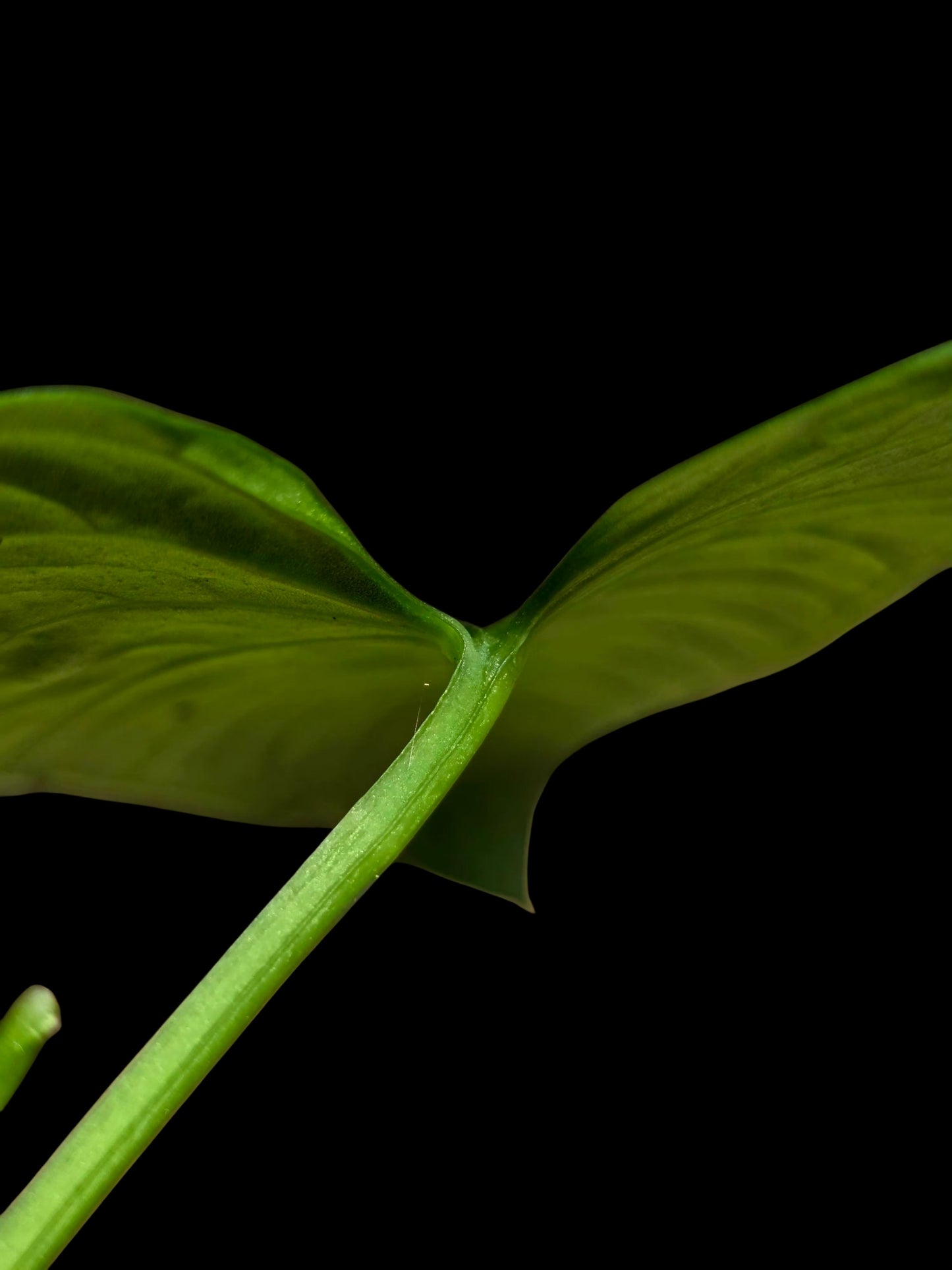 Anthurium sp. 'Cachiyacu Dark Velvet' Wild Ecotype (EXACT PLANT)