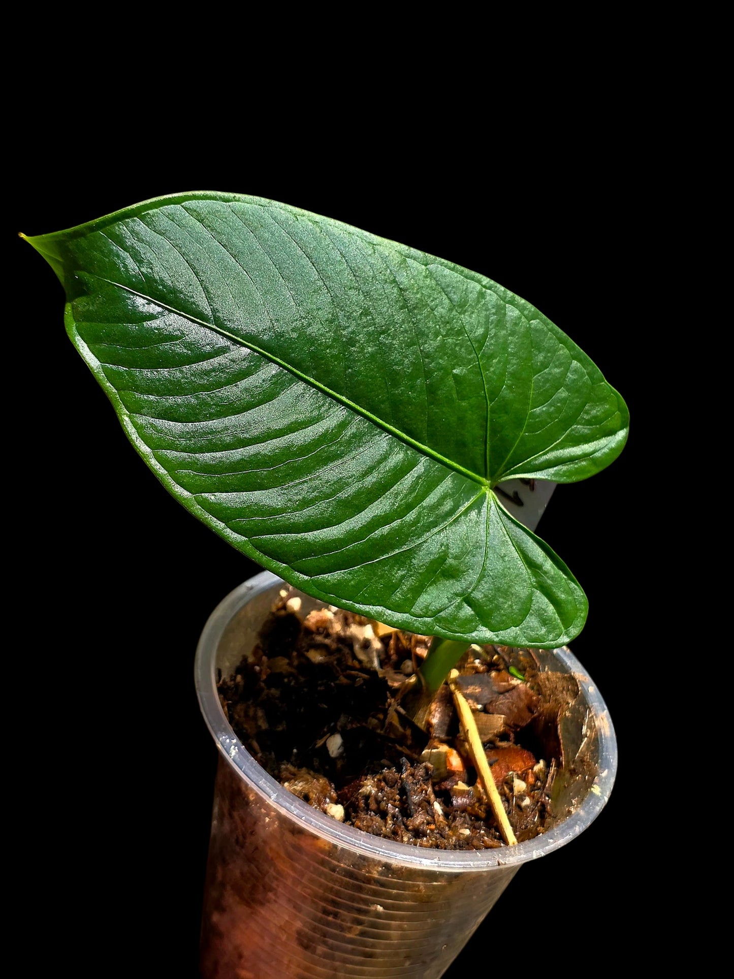 Anthurium sp. 'Cachiyacu Dark Velvet' Wild Ecotype (EXACT PLANT)