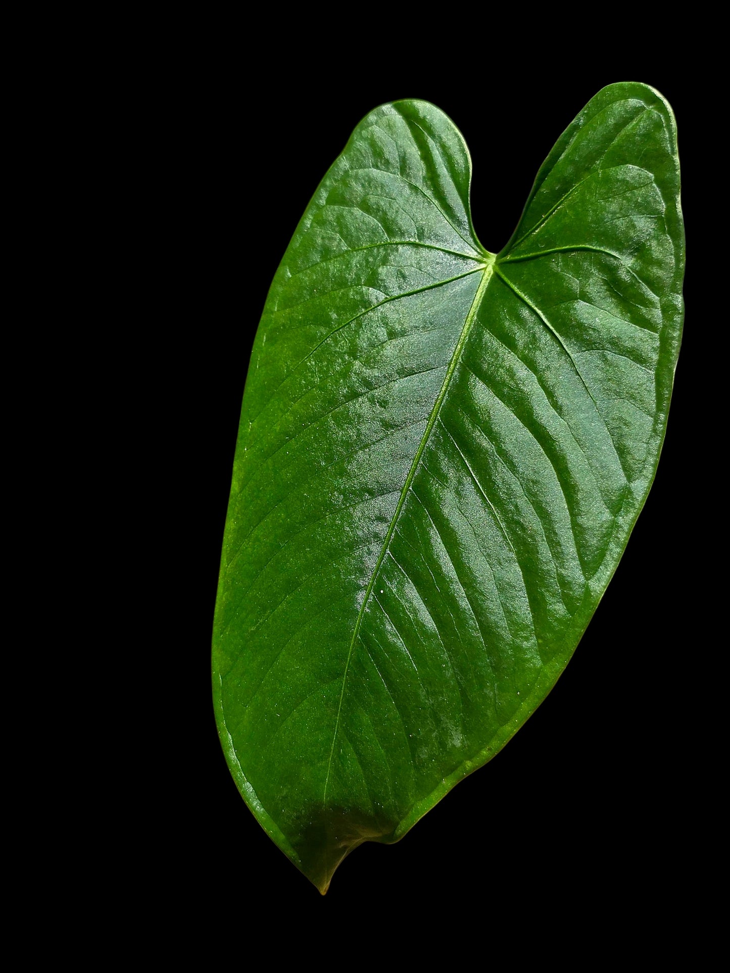 Anthurium sp. 'Cachiyacu Dark Velvet' Wild Ecotype (EXACT PLANT)