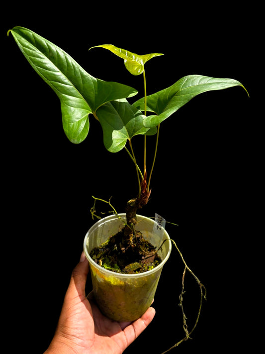 Anthurium sp. 'Moyobambae' Wild Ecotype (EXACT PLANT)